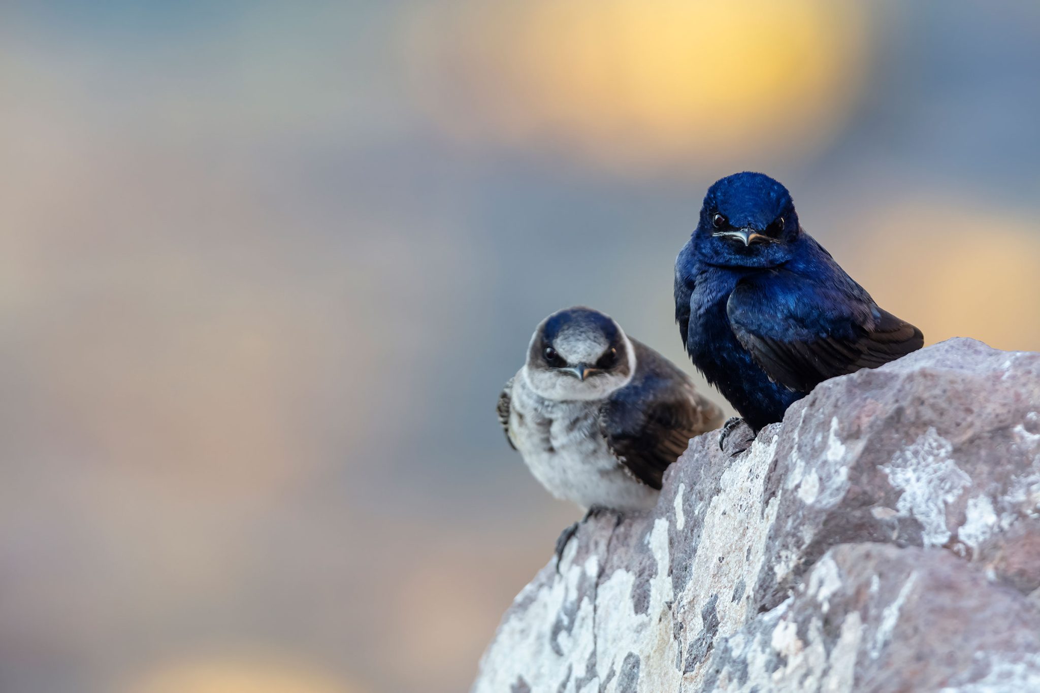 purple martins