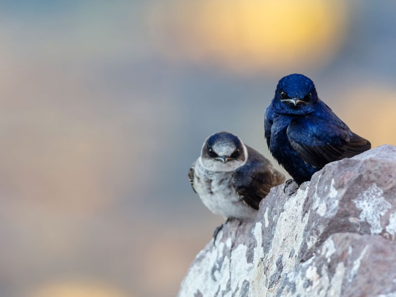 purple martins