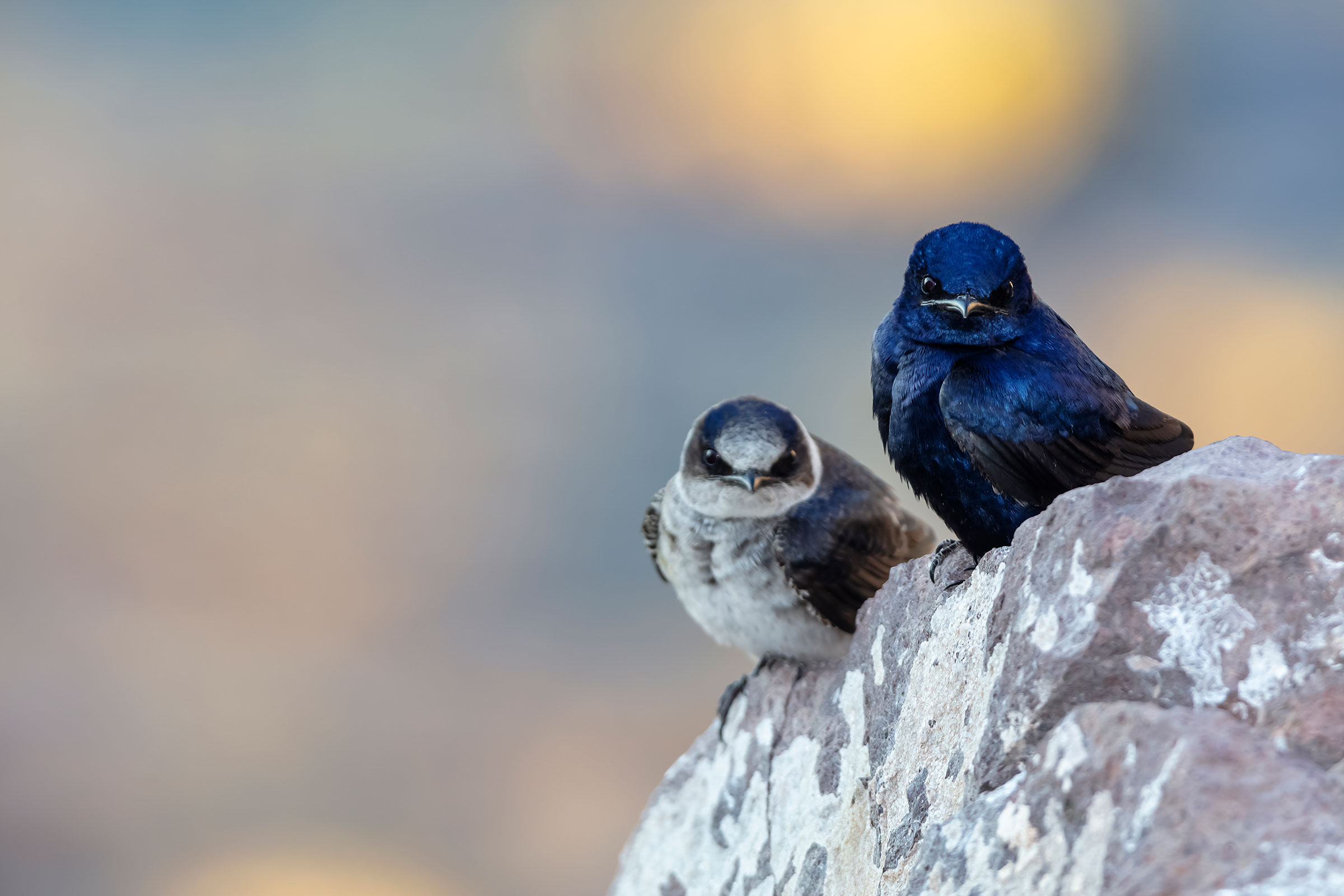 purple martins