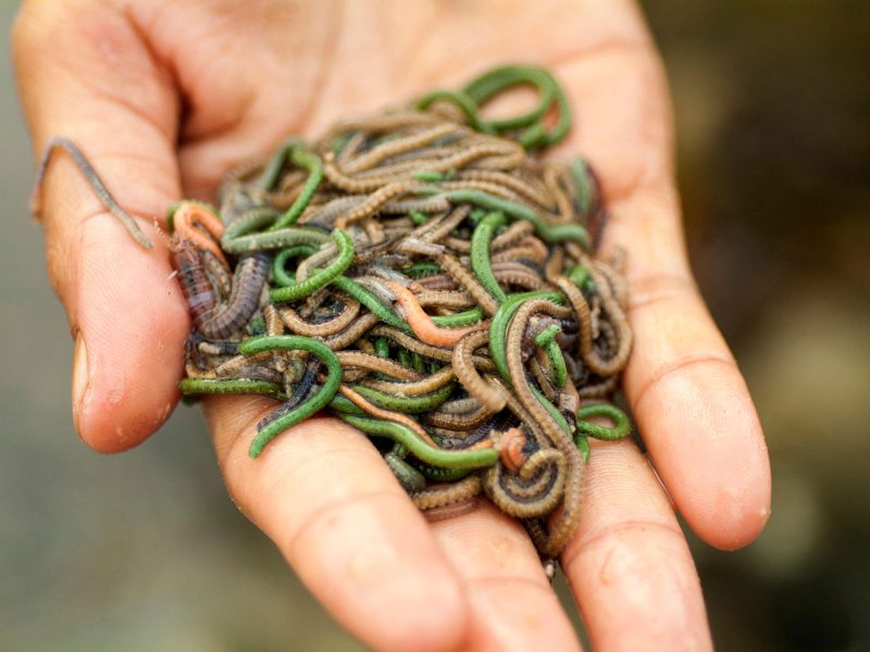 hand holding palolo worms