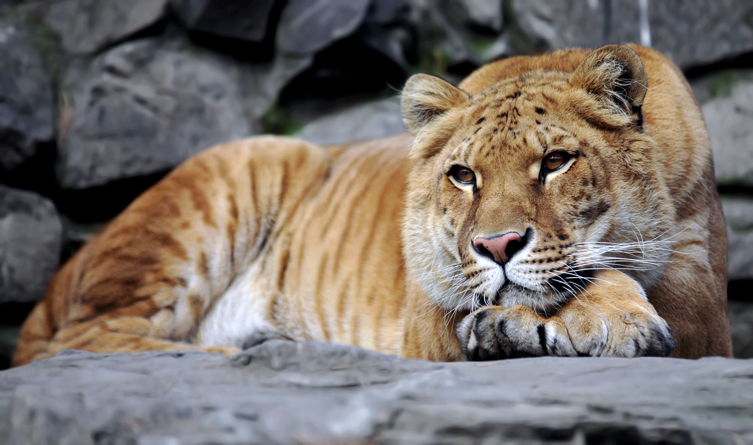 Liger—a lion/tiger hybrid