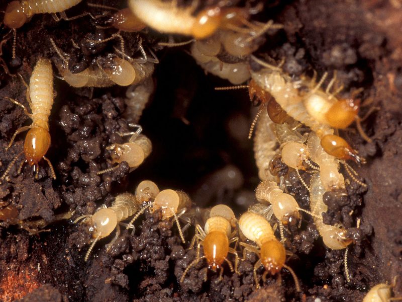 Formosan subterranean termites (Coptotermes formosanus)