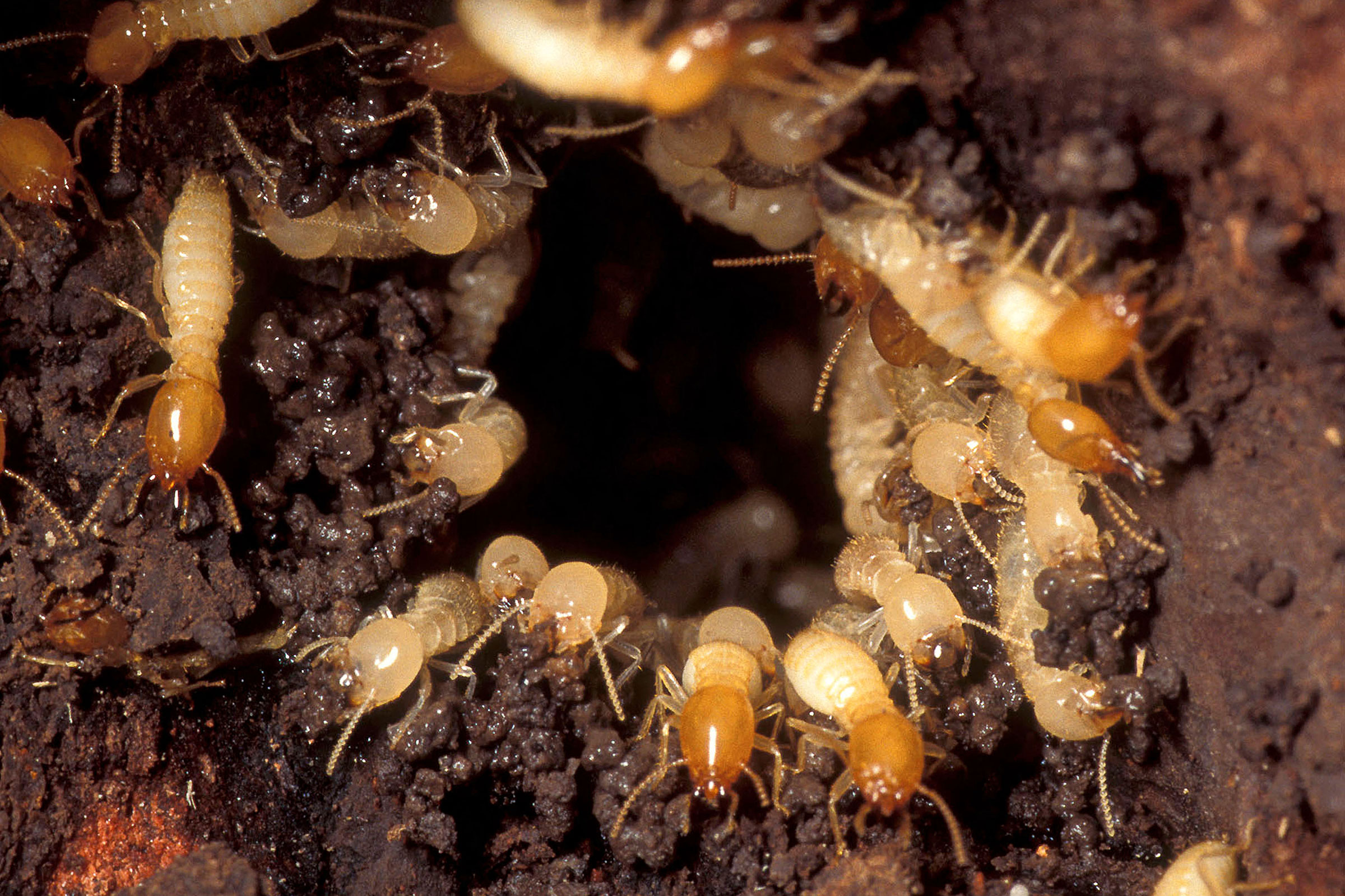 Formosan subterranean termites (Coptotermes formosanus)