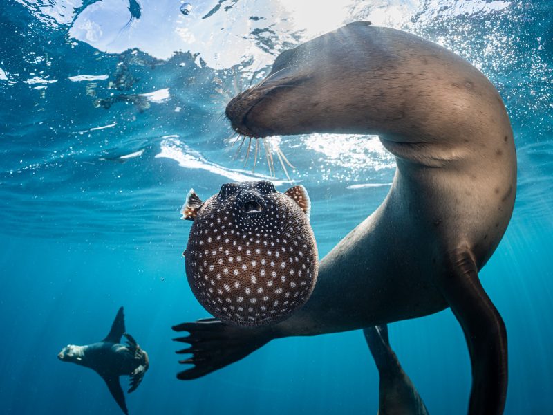 sea lions playing with a pufferfish