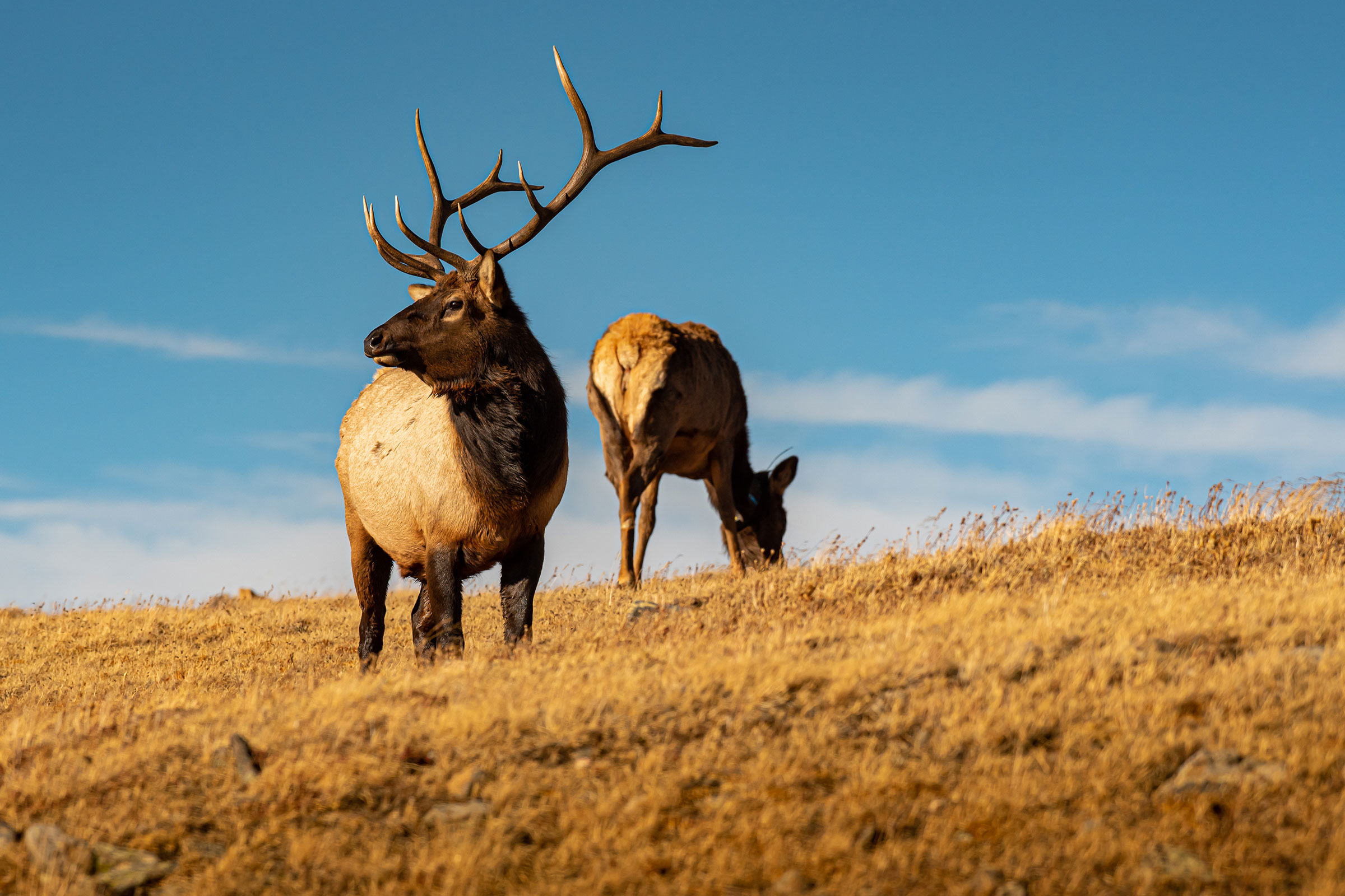 two elk in the mountains