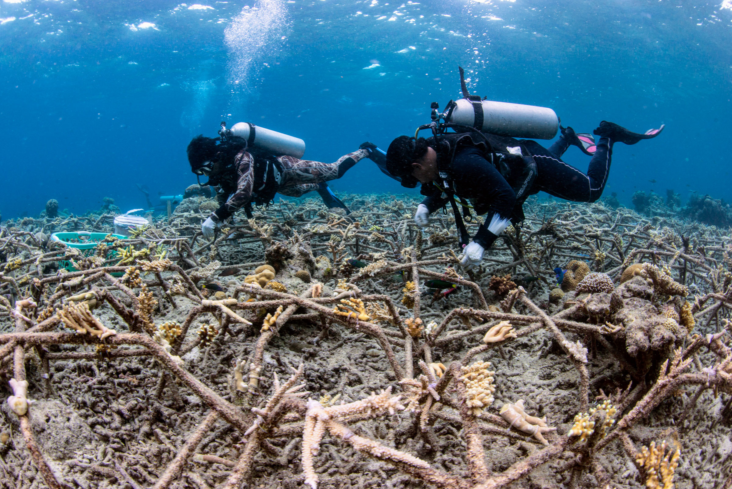 divers planting coral for reef restoration