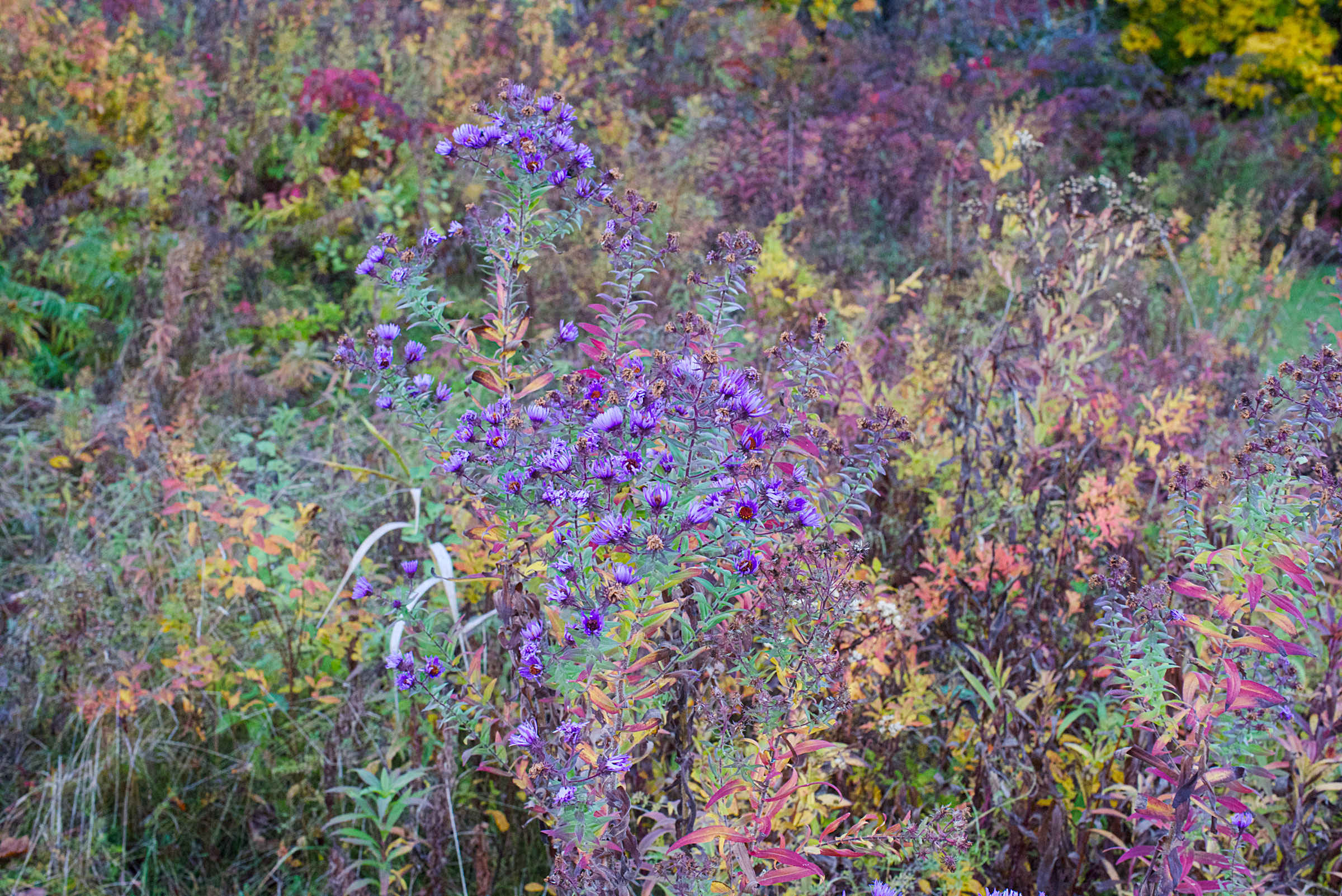 aster flowers