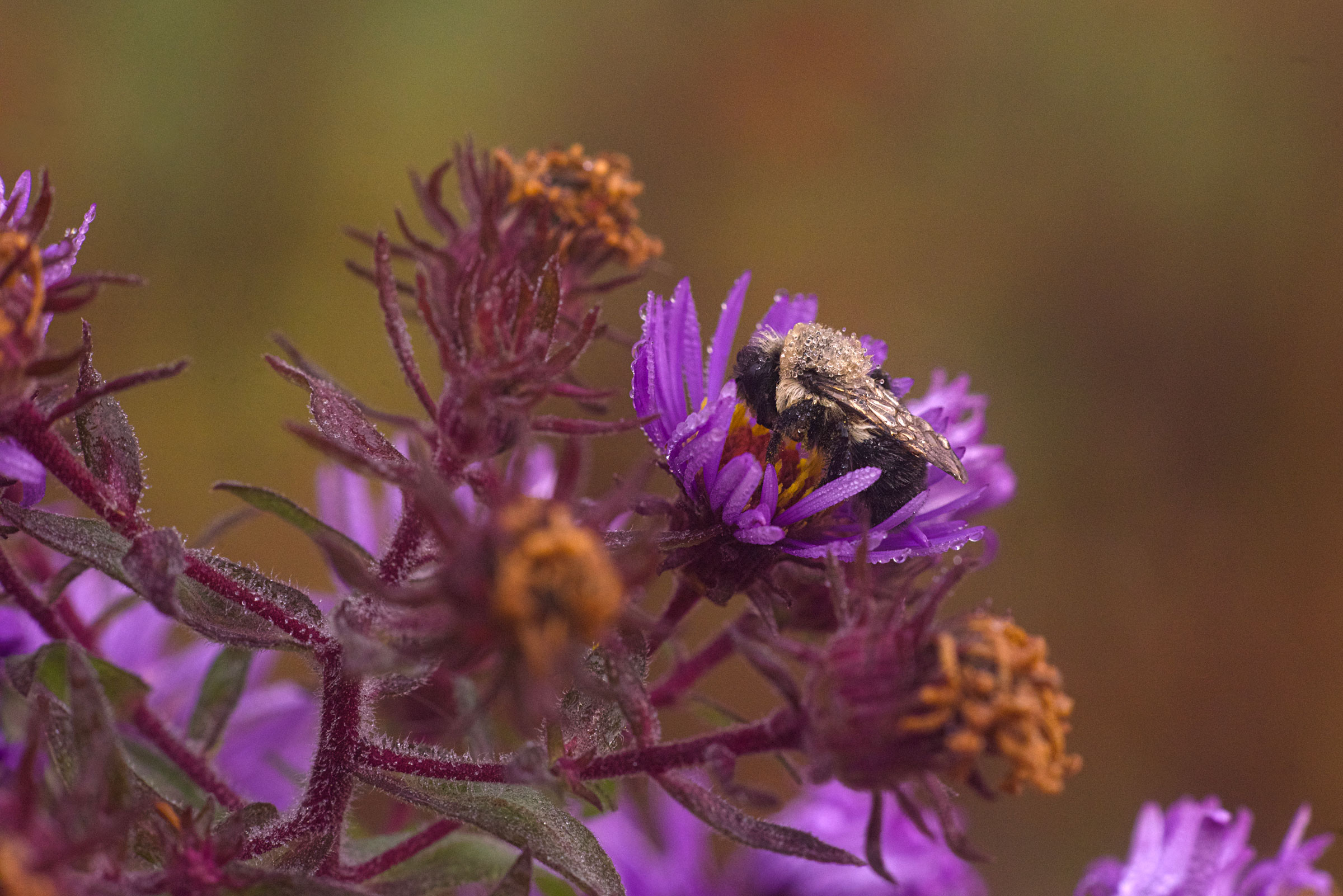bumblebee on a flower