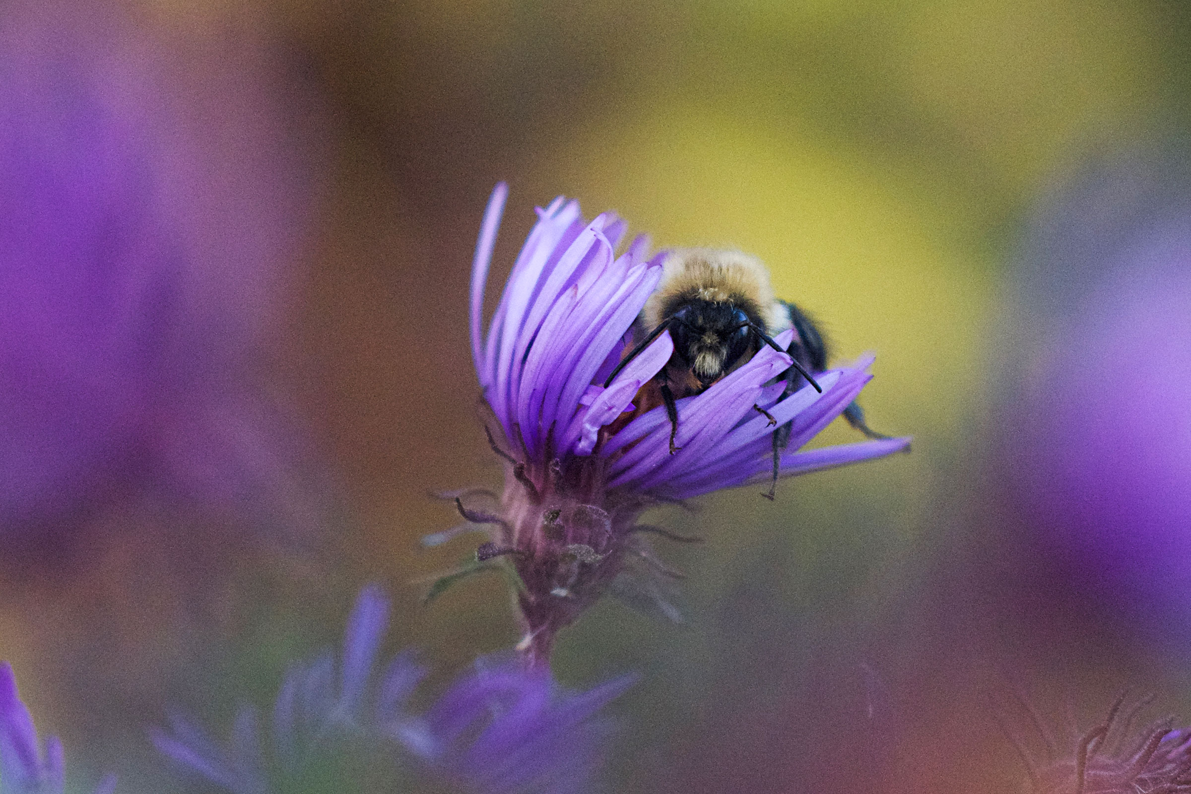 bumblebee on aster