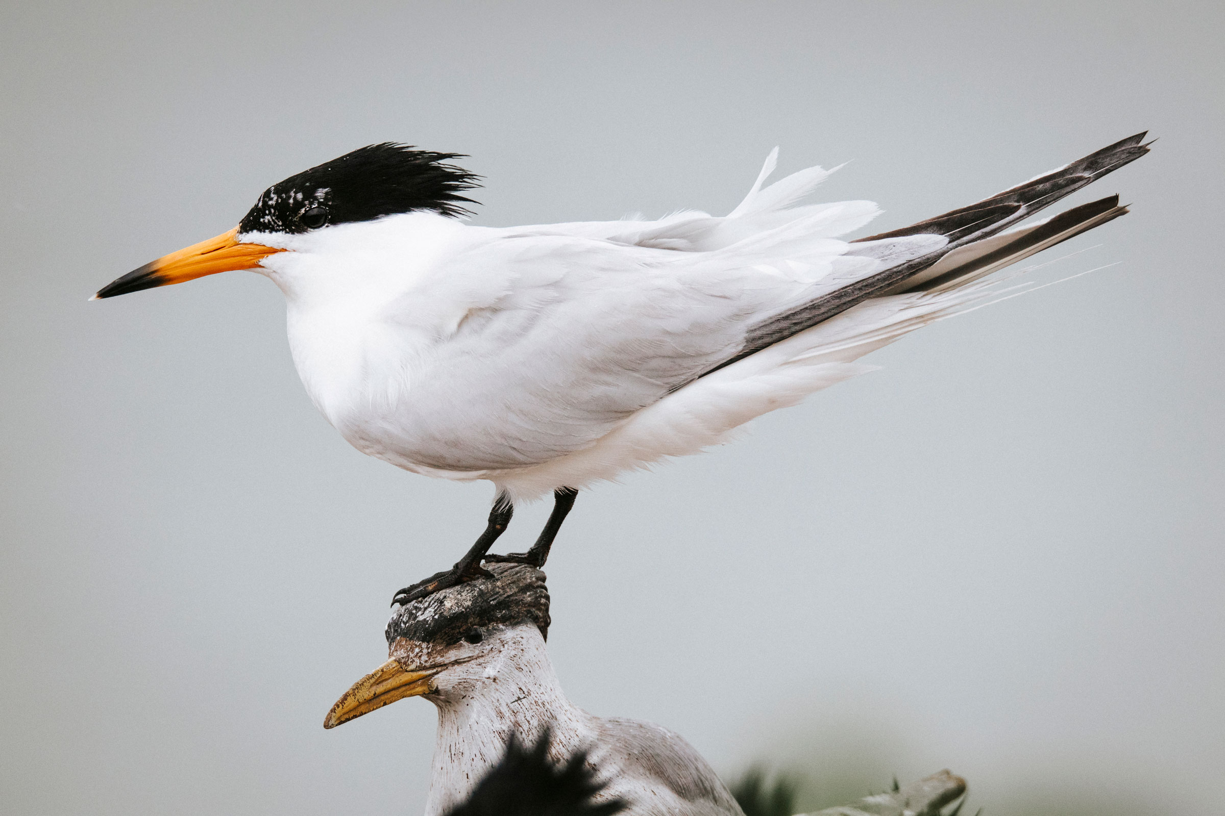 Chinese crested tern standing on a decoy bird