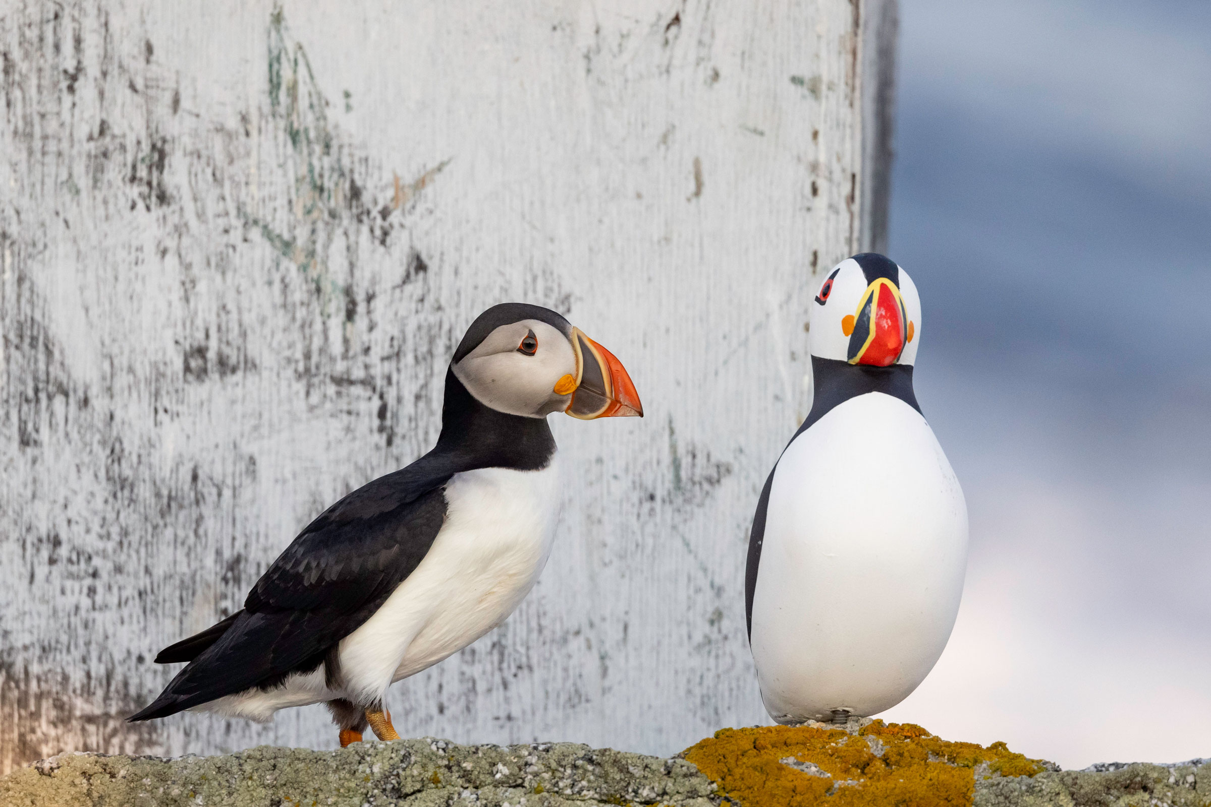 puffin next to a decoy bird