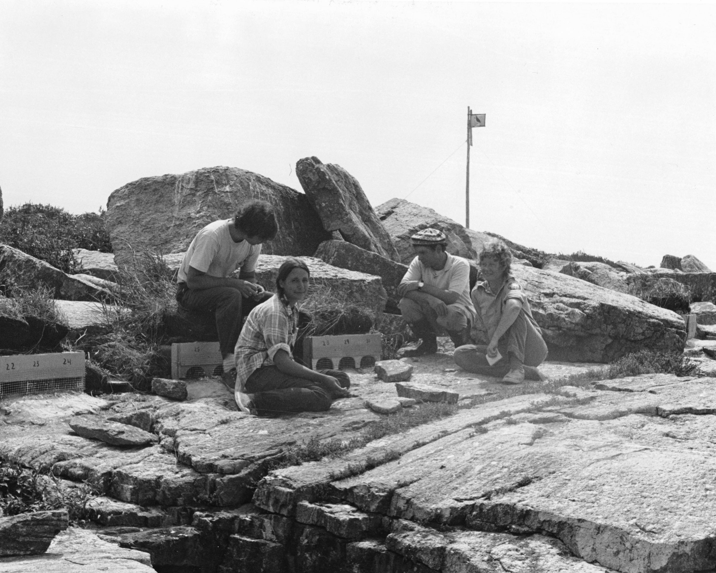 Ornithologists check on puffin chicks at Eastern Egg Rock in 1974