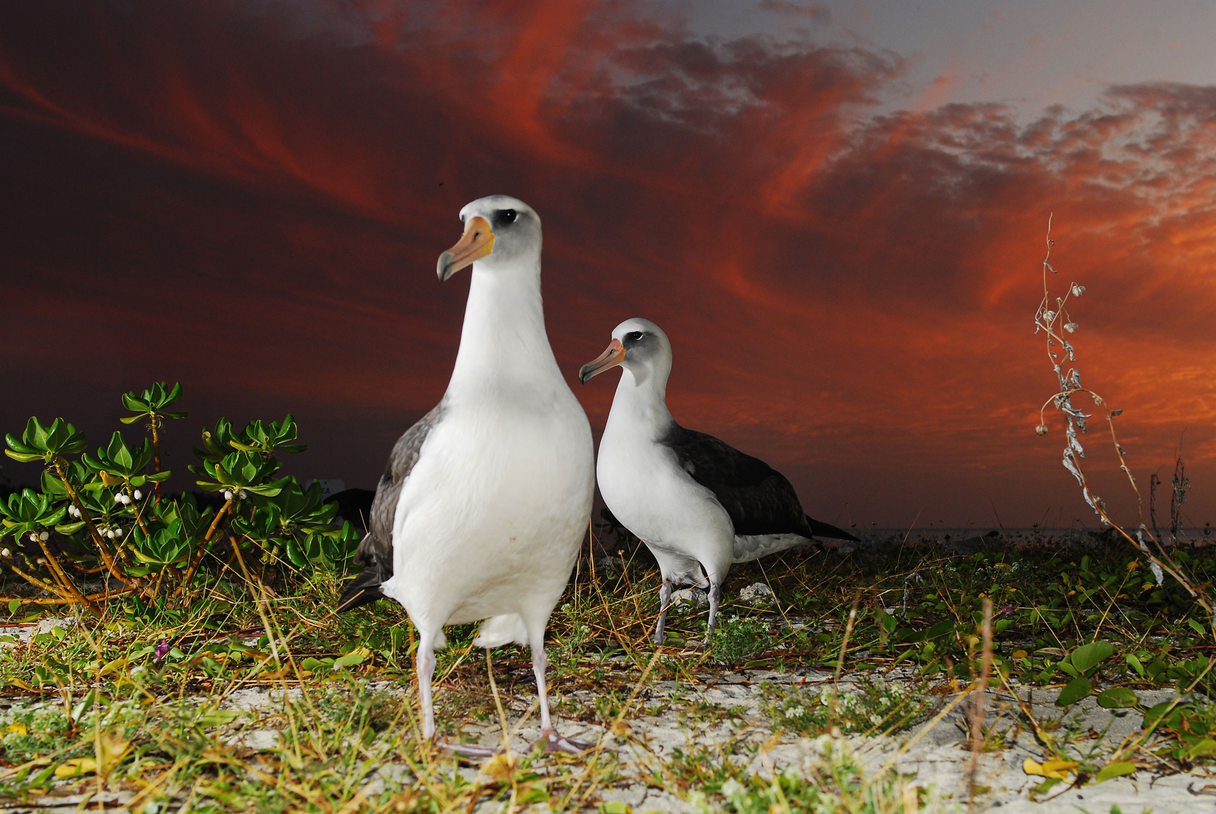 Laysan albatross