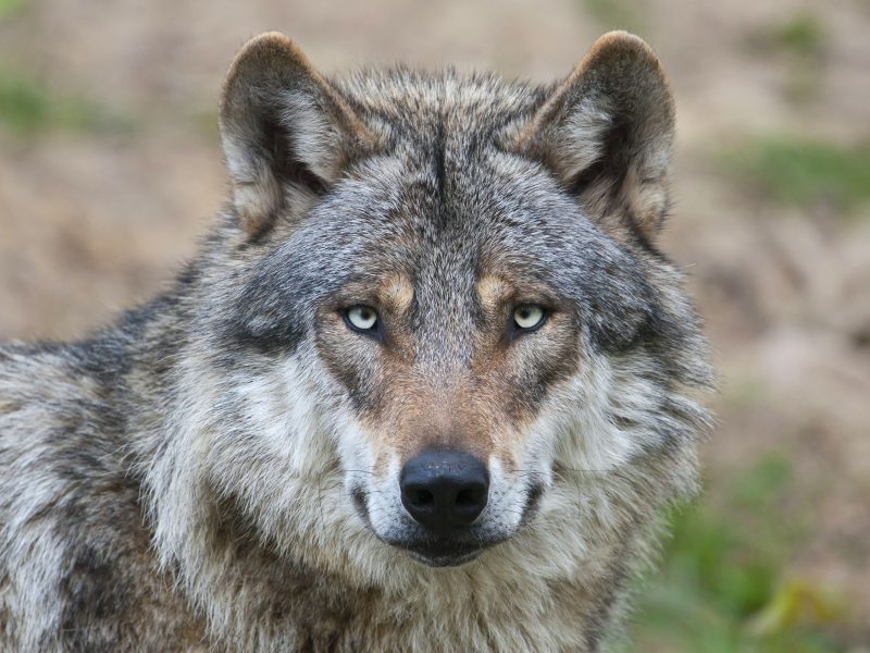 european grey wolf