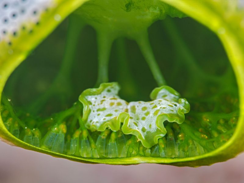 flat worm inside a sea squirt