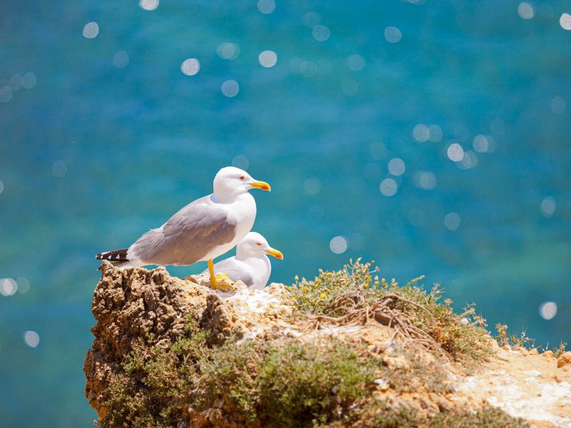 yellow-legged gulls
