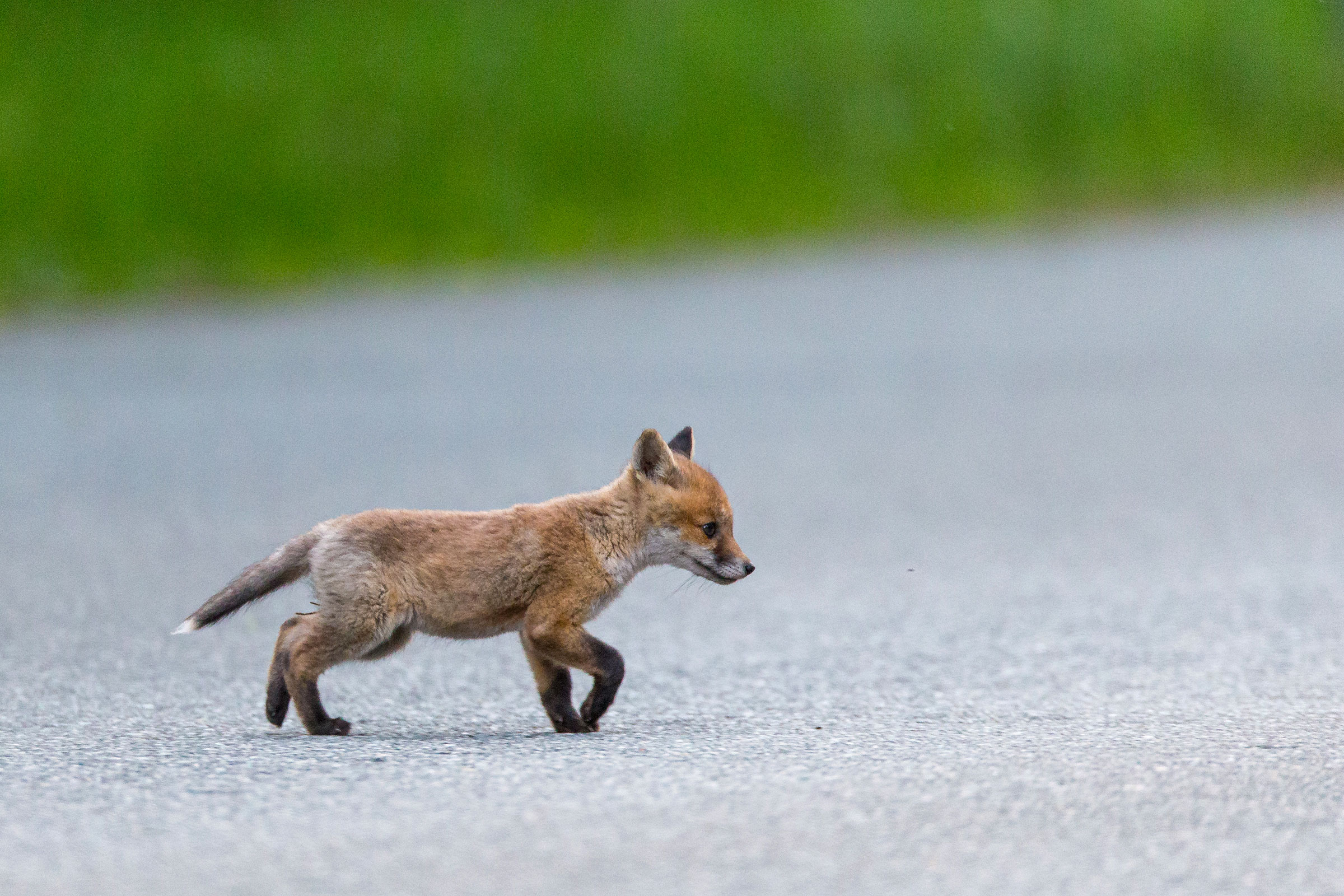 fox kit on the road at a military base in Germany