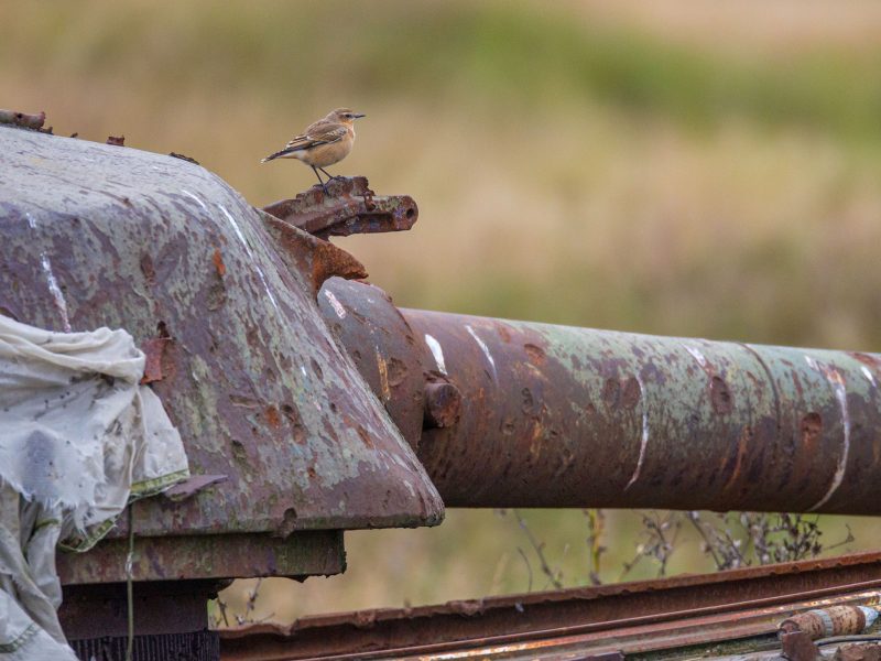 bird sitting on a tank