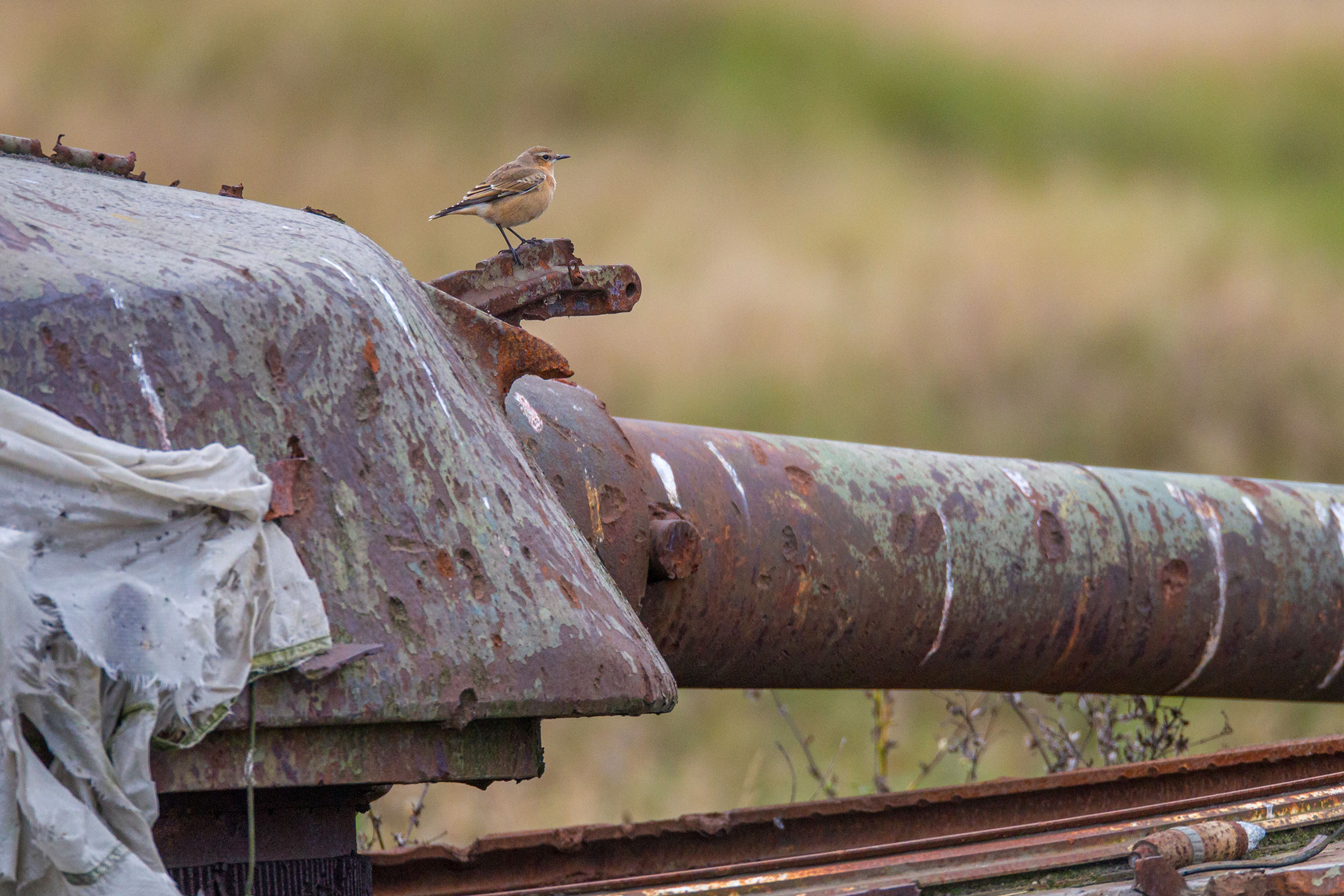 bird sitting on a tank