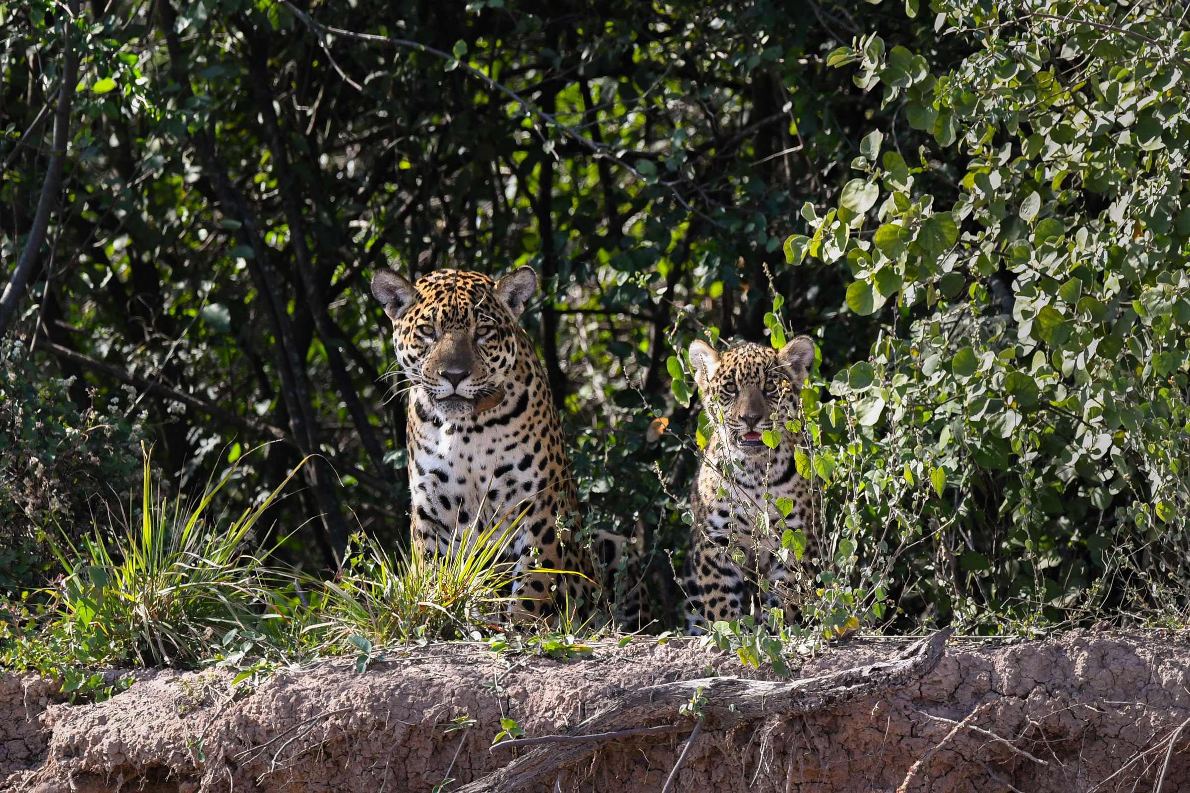 Jaguar and cub