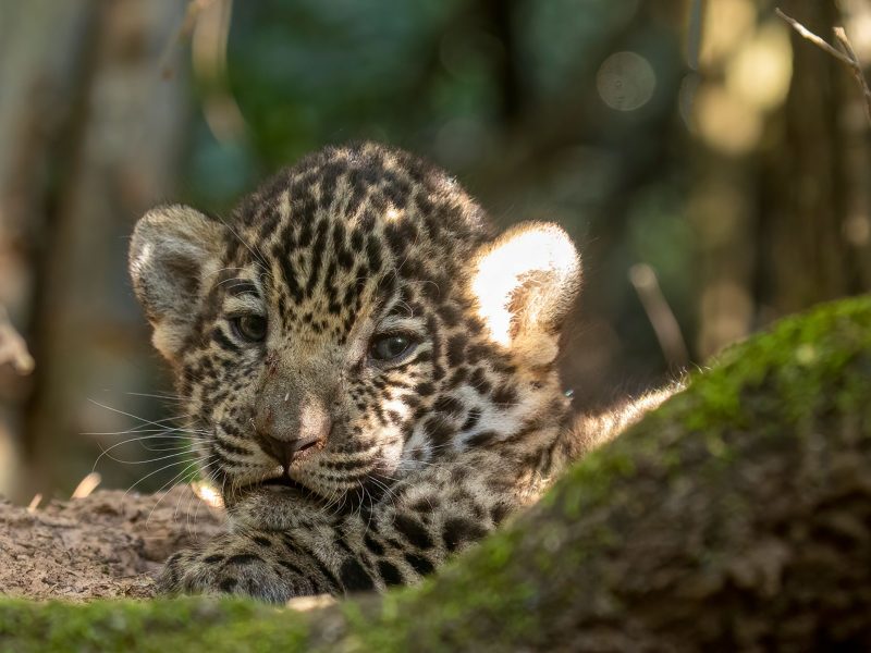 jaguar cub