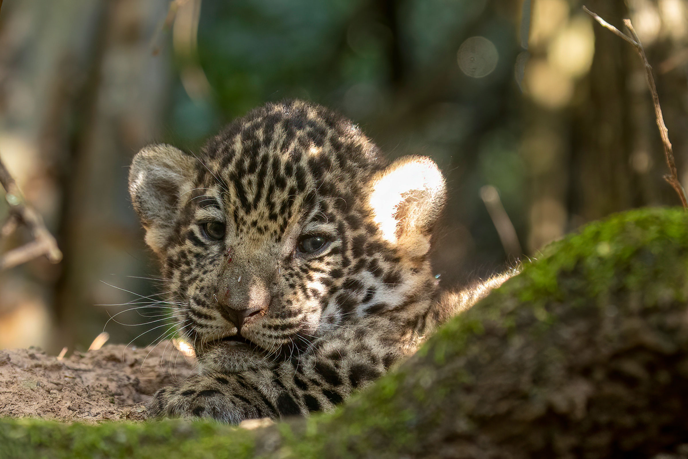 jaguar cub