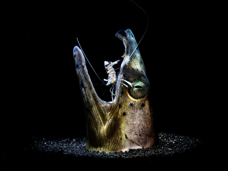 shrimp cleaning an eel's teeth