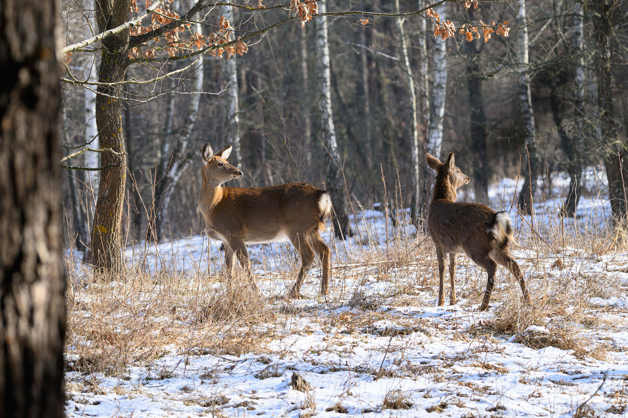 deer