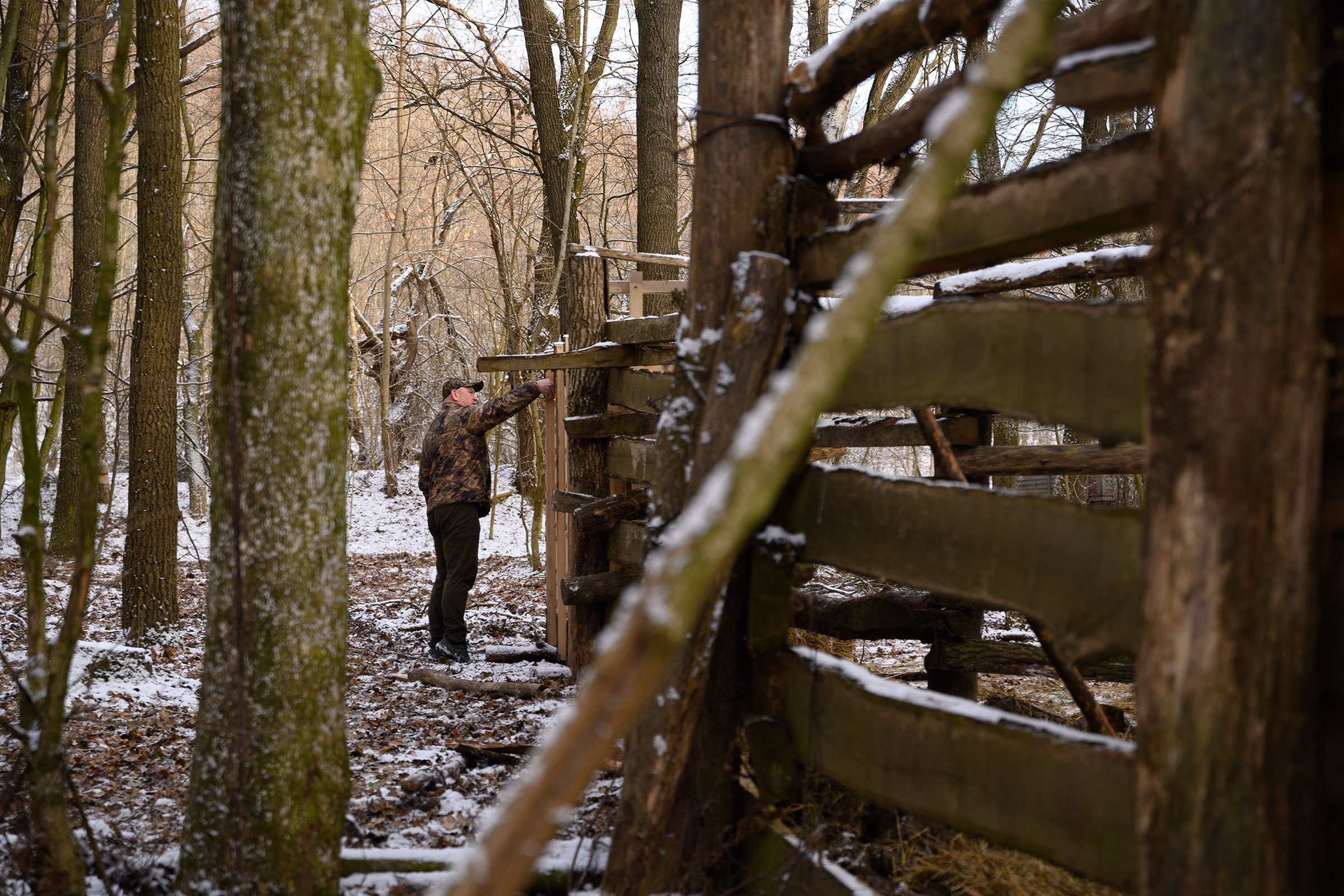 Kohut takes a photo of the male bison captured inside a wooden crate before it is relocated to Zalissia park.