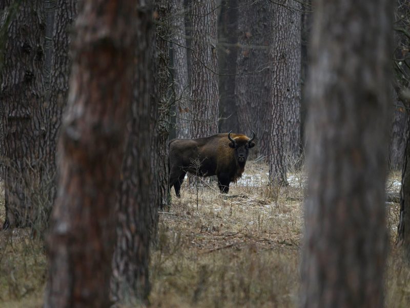 european bison