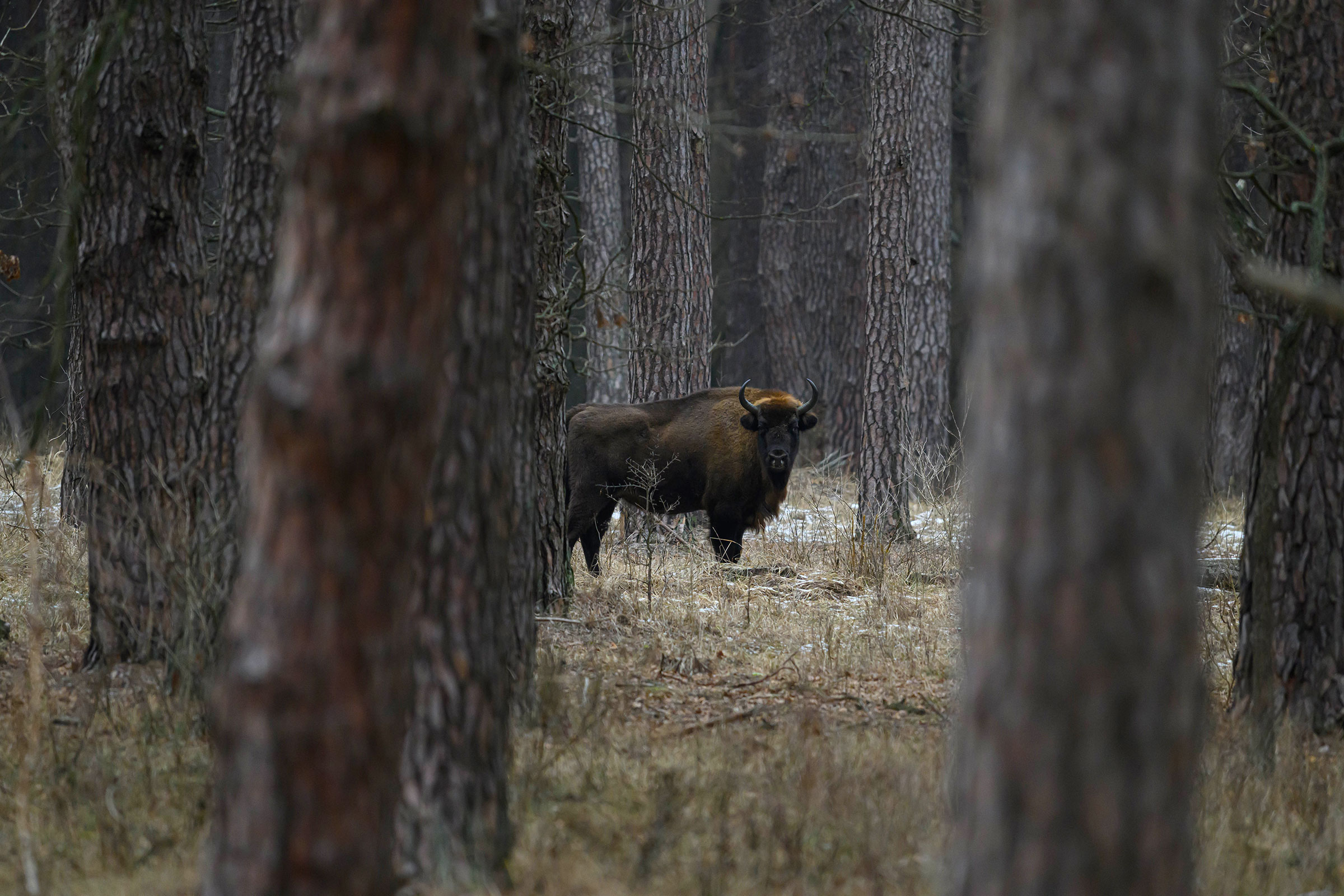 european bison