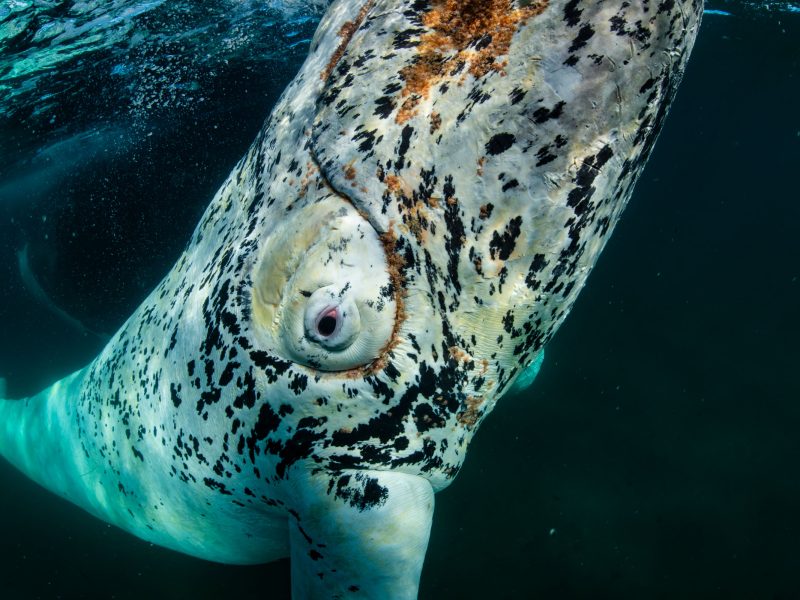 White southern right whale calf