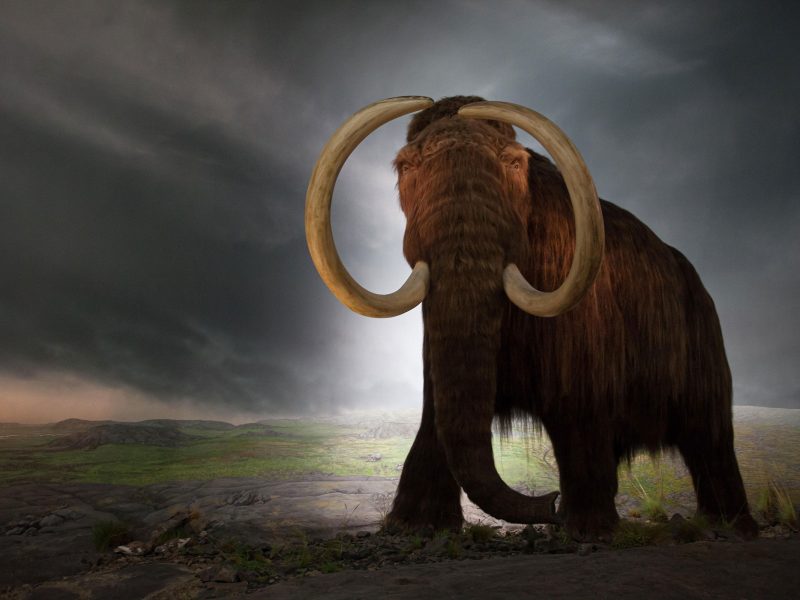 wooly mammoth