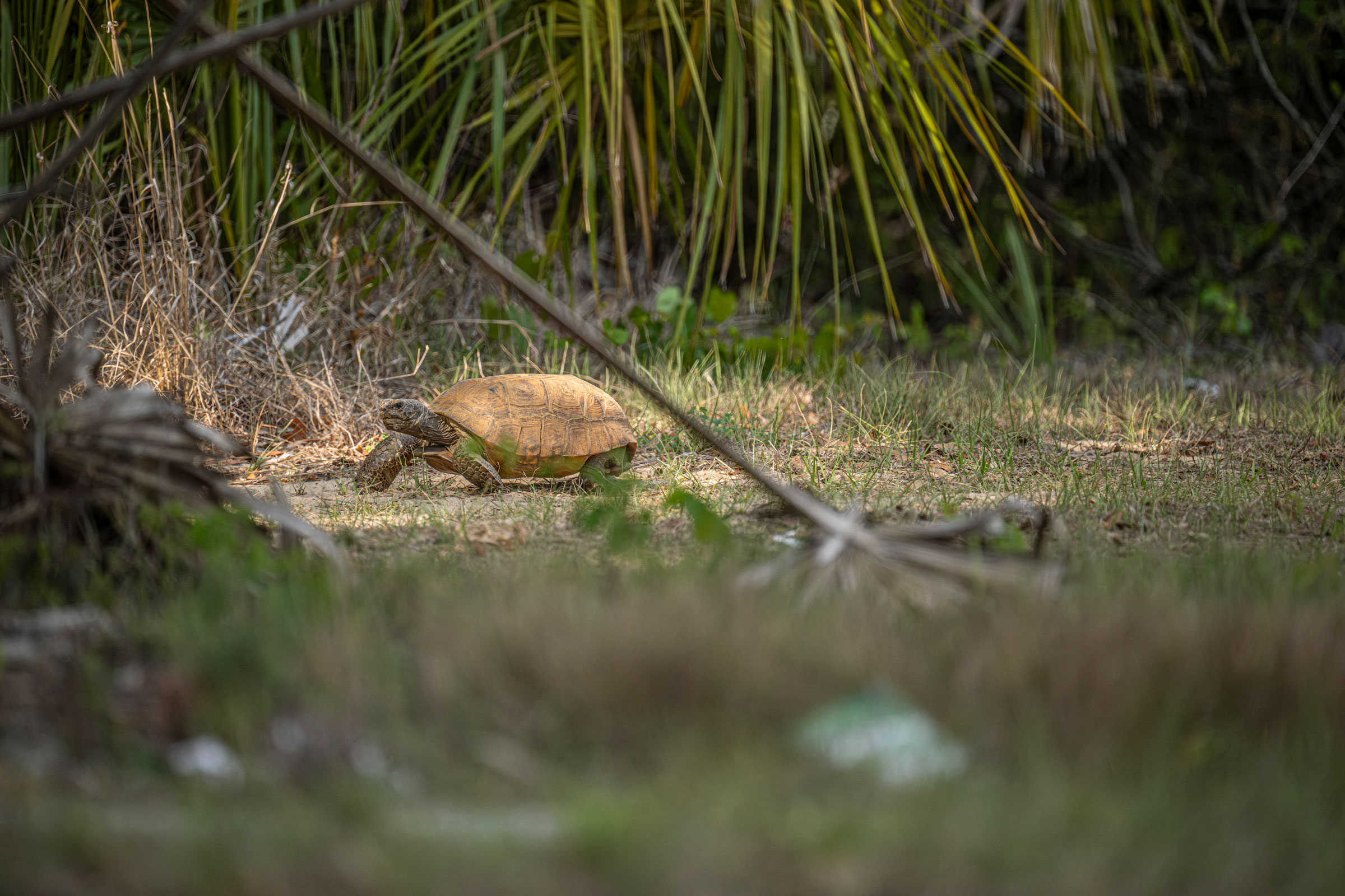 gopher tortoise, Florida