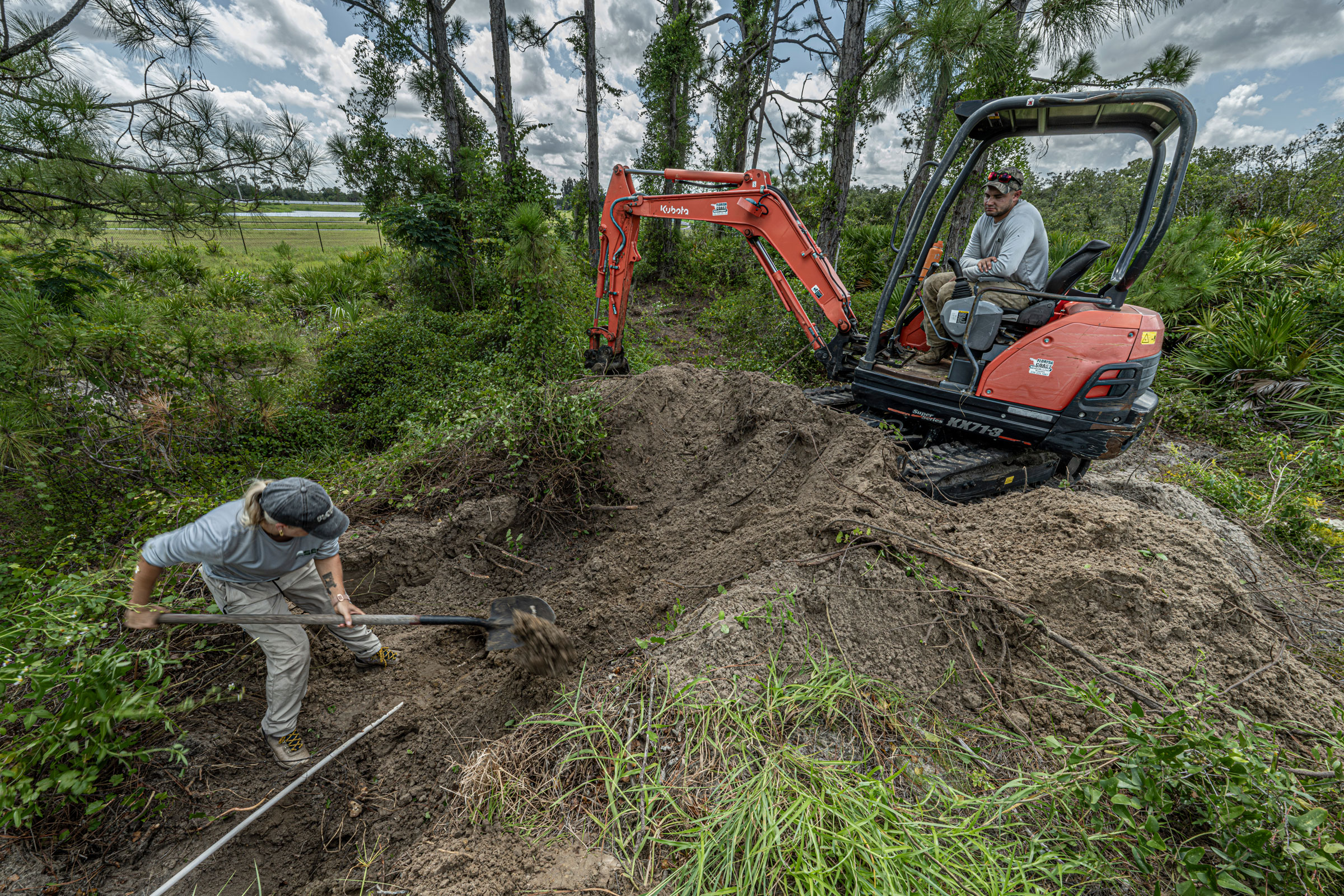 excavating a gopher tortoise burrow