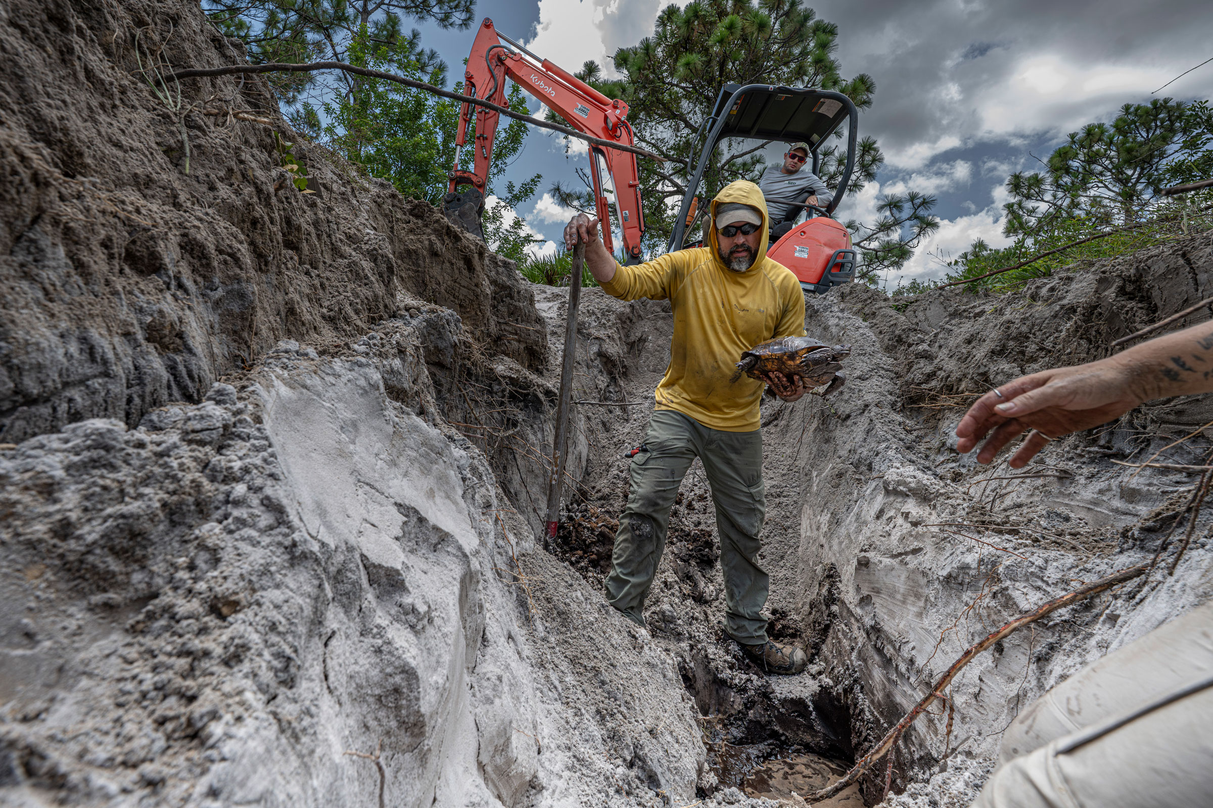 removing gopher tortoise from its excavated burrow