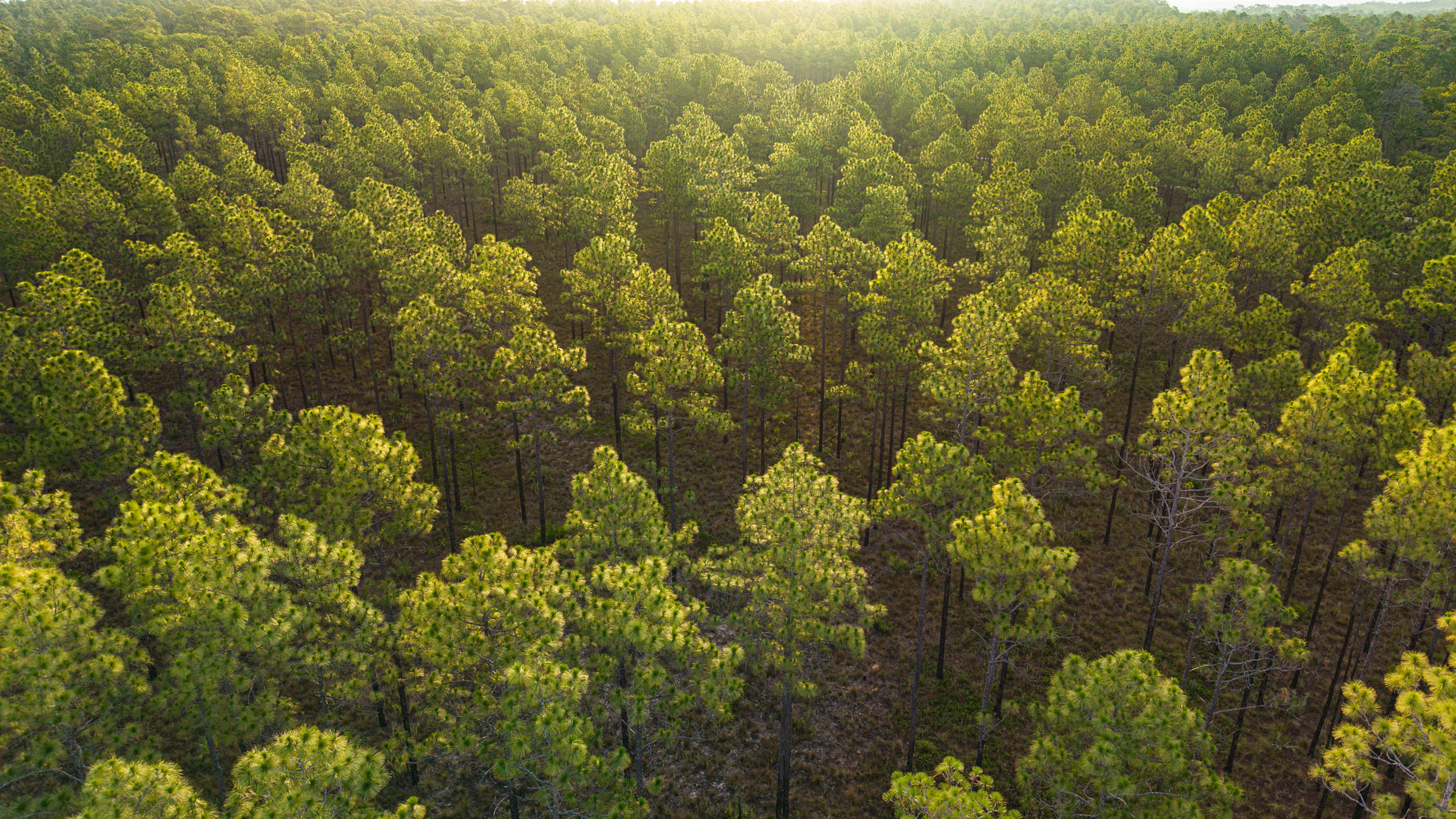 drone view of a longleaf pine forest