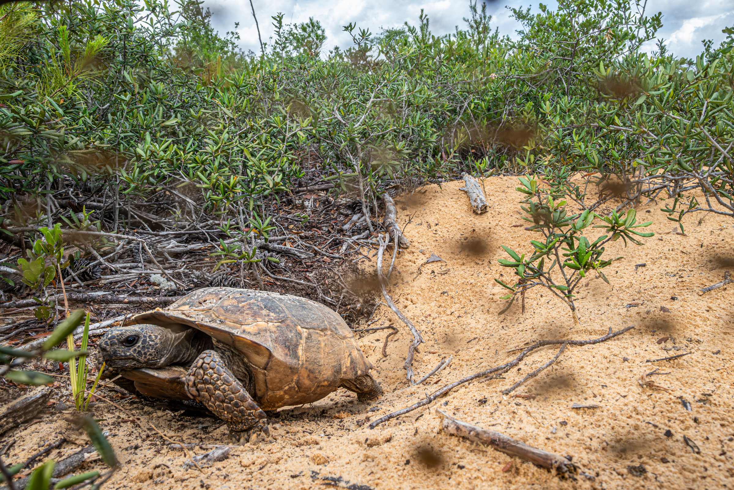 gopher tortoise near its burrow