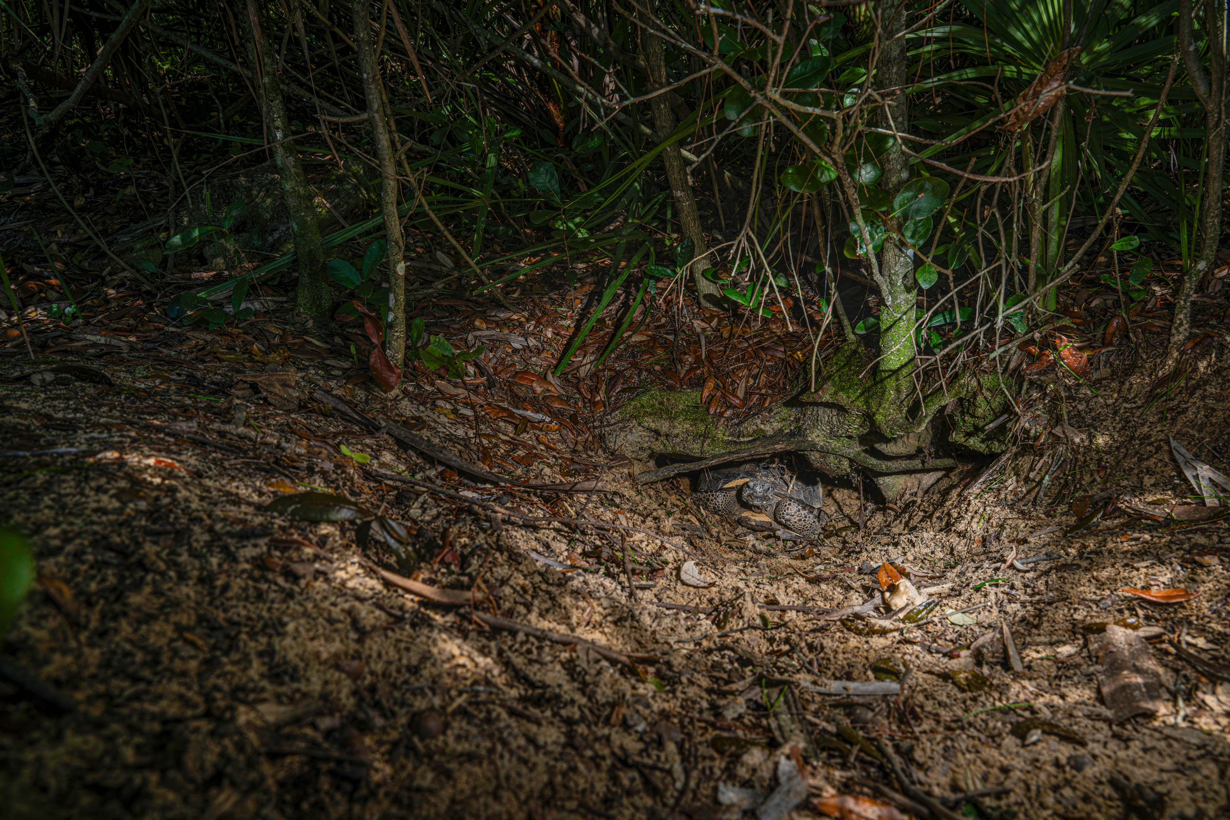 gopher tortoise in its burrow