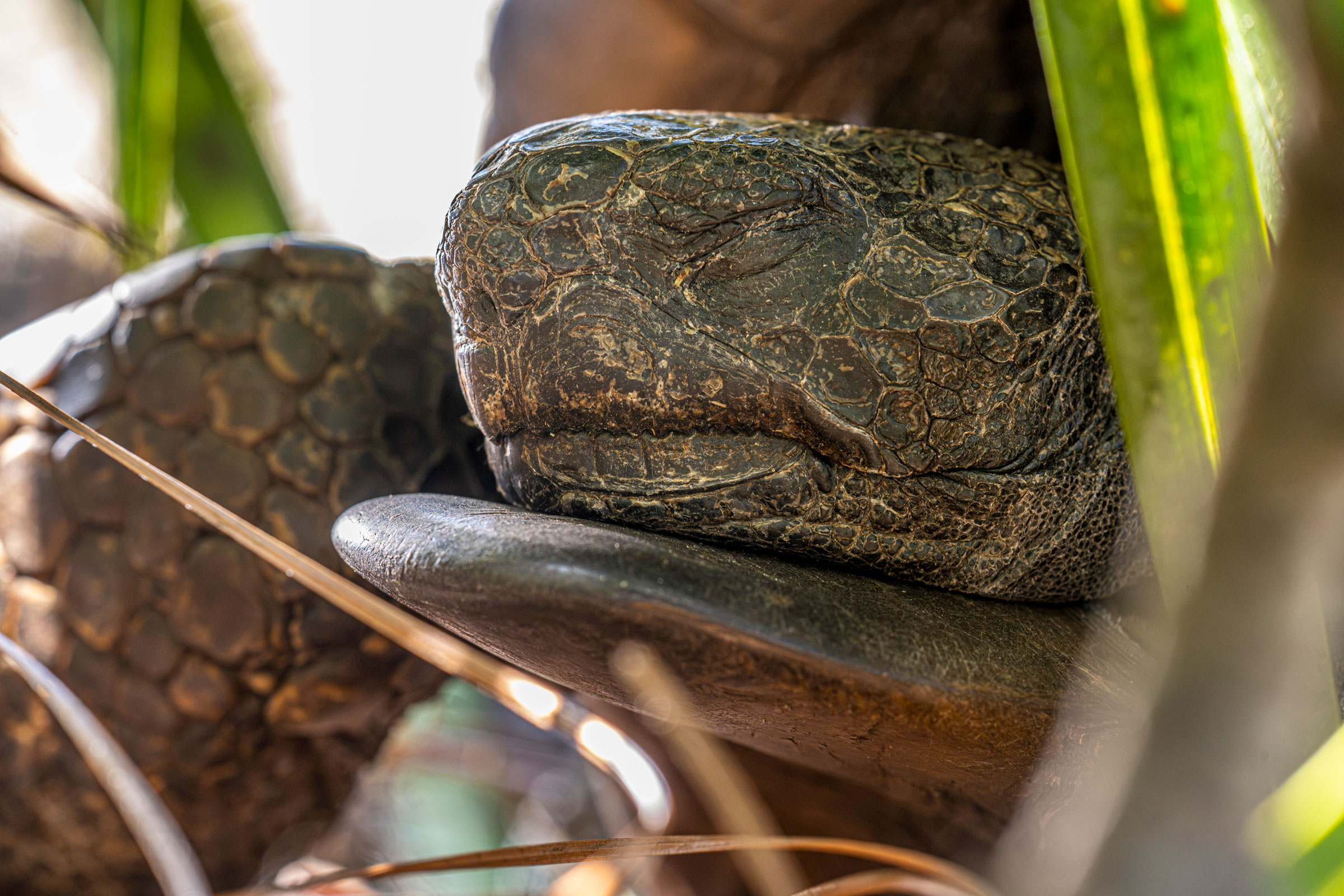 gopher tortoise with its eyes closed