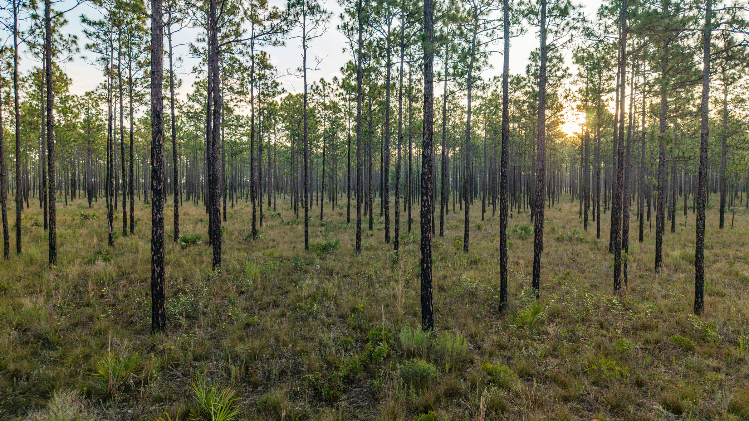 sandhill ecosystem
