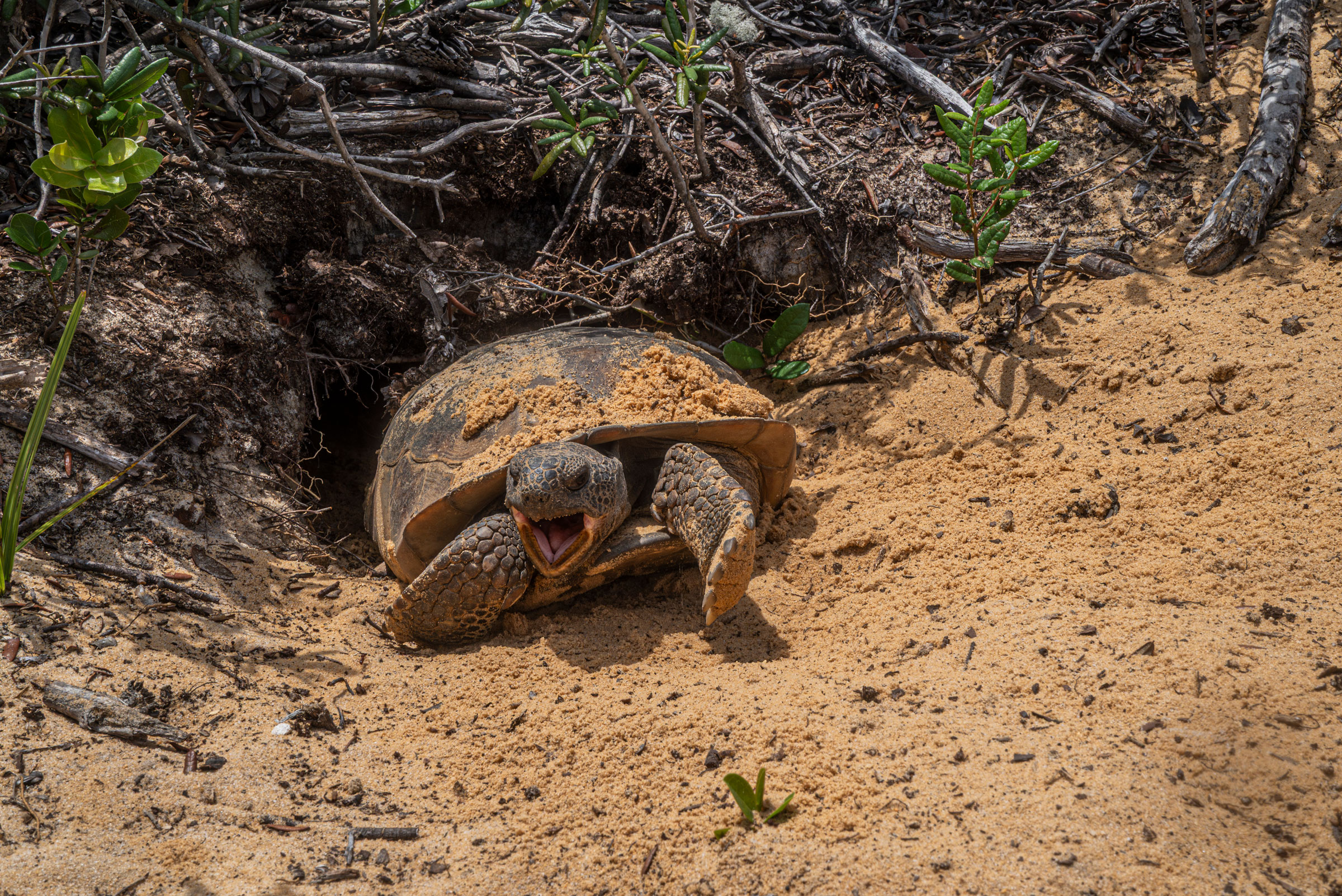 gopher tortoise emerging from its burrow