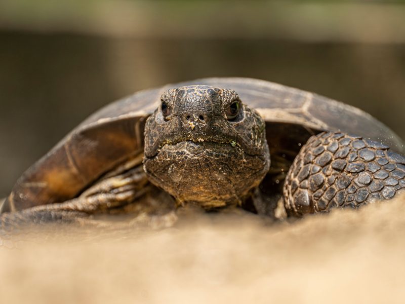 gopher tortoise