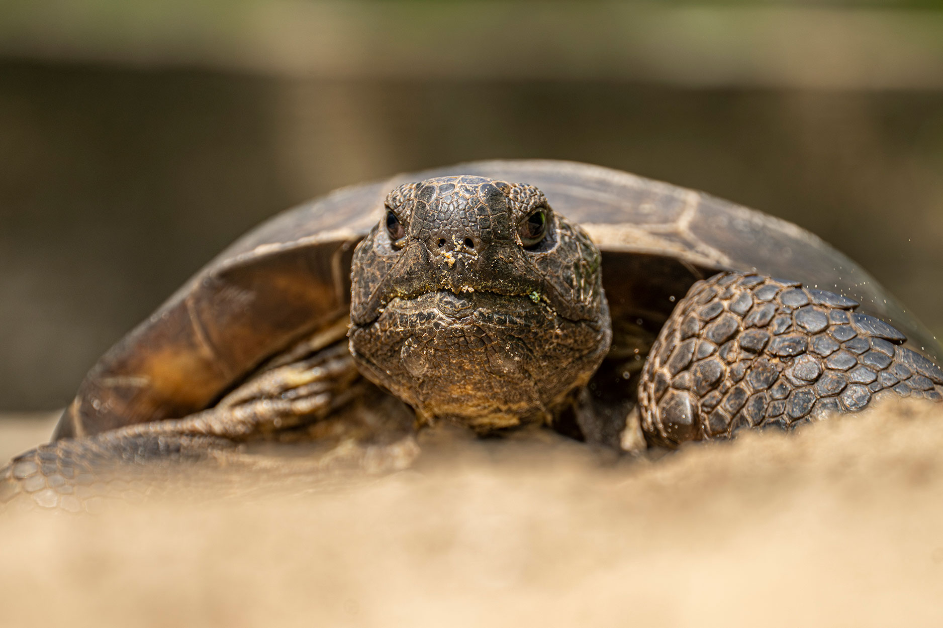 gopher tortoise