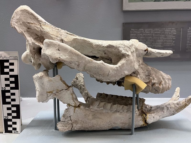 Chilotherium sarmaticum skull