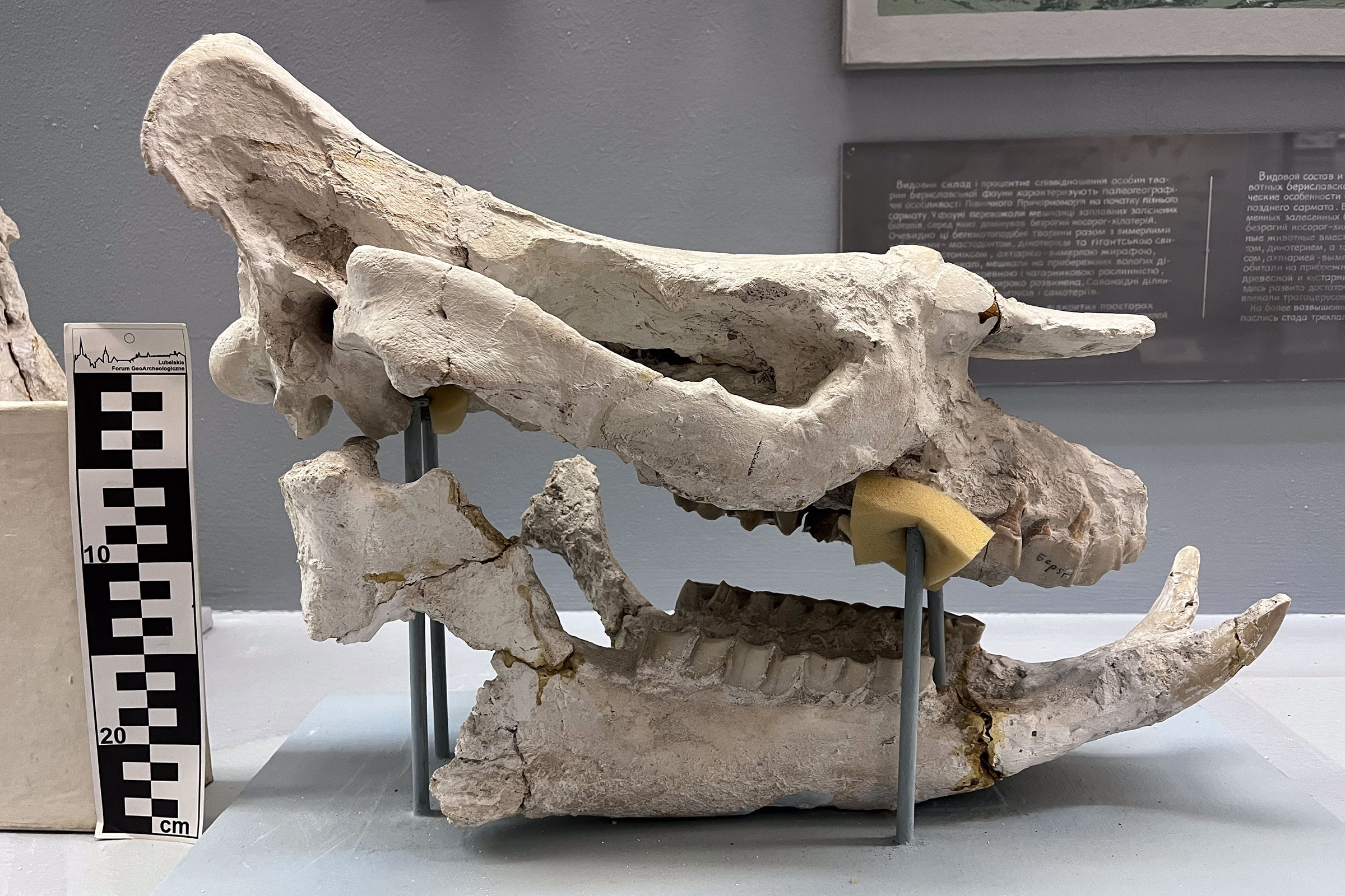 Chilotherium sarmaticum skull