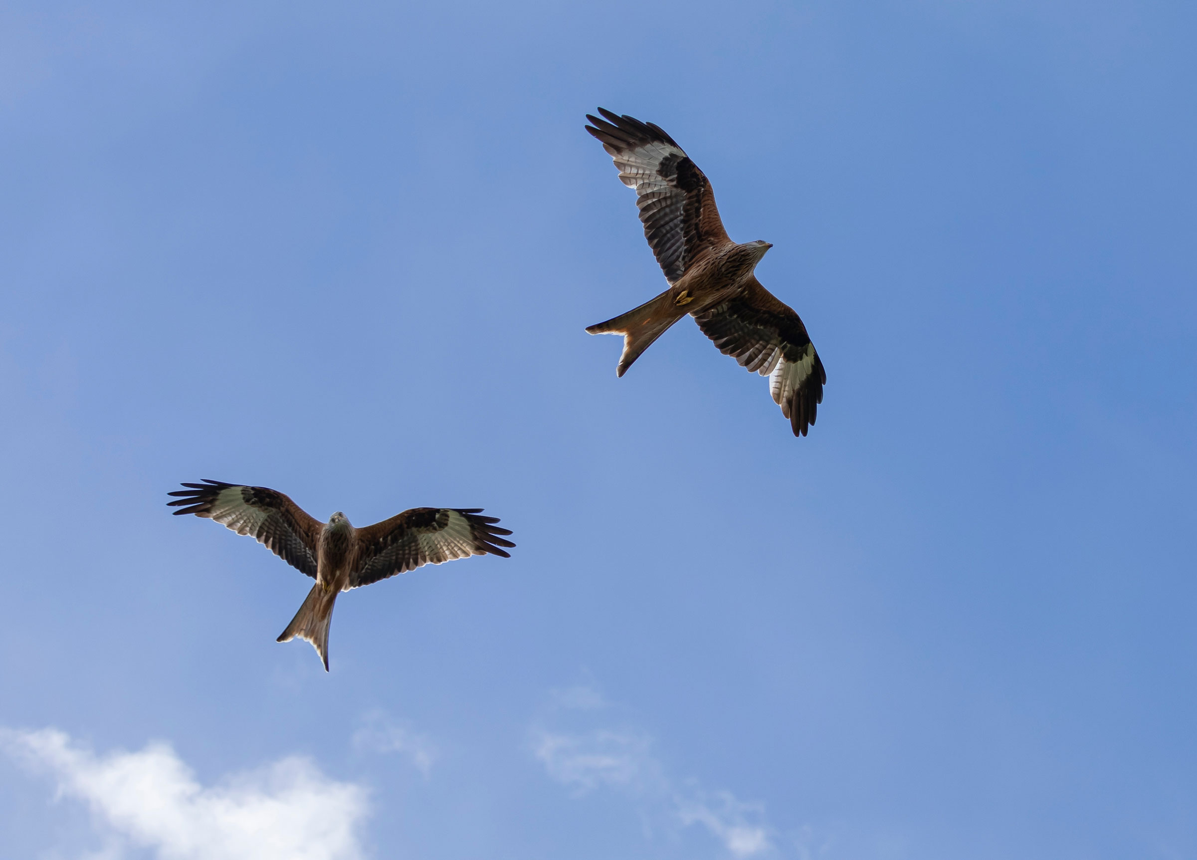 pair of red kites soarking