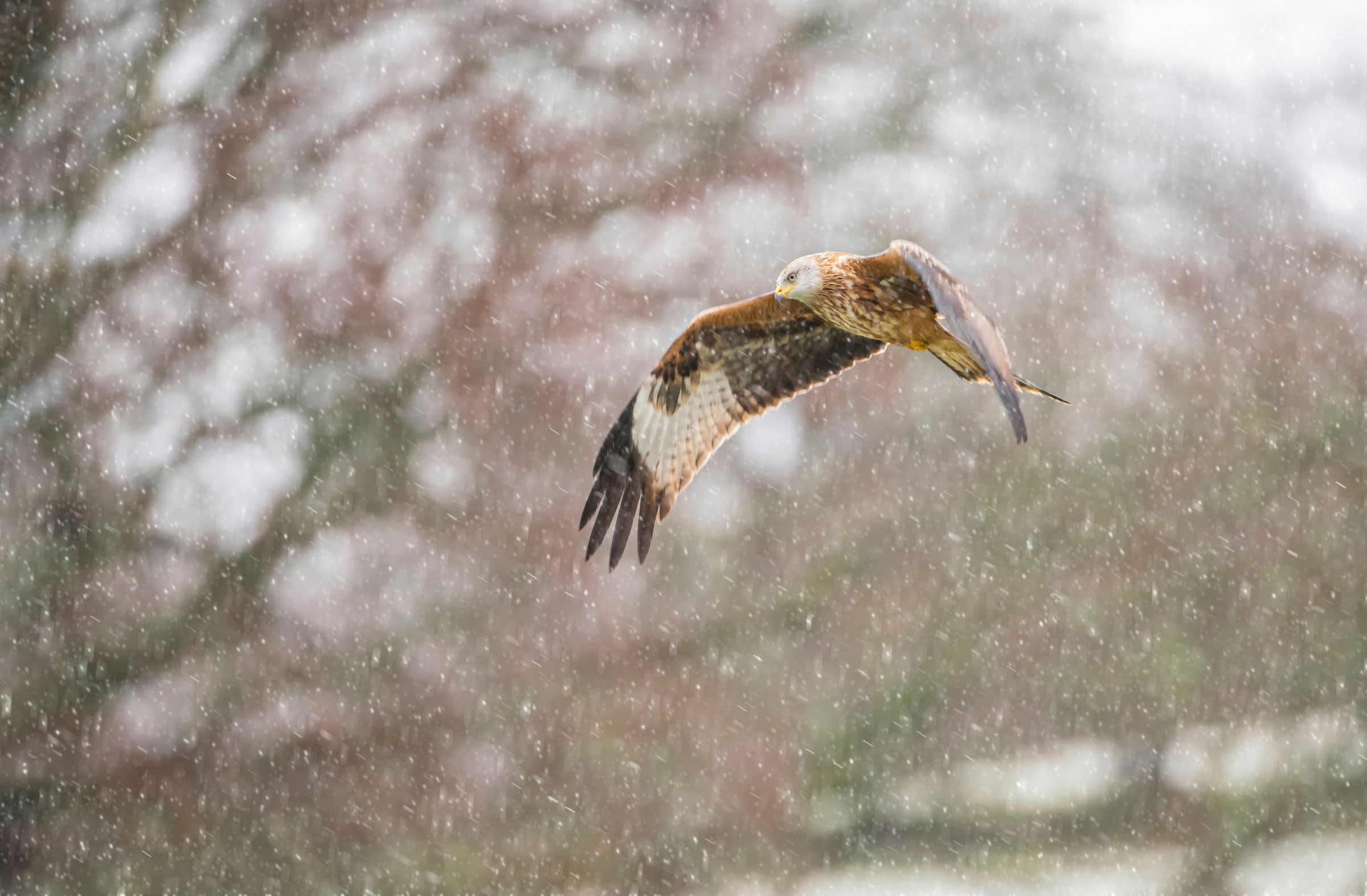 red kite flying in the snow in Wales