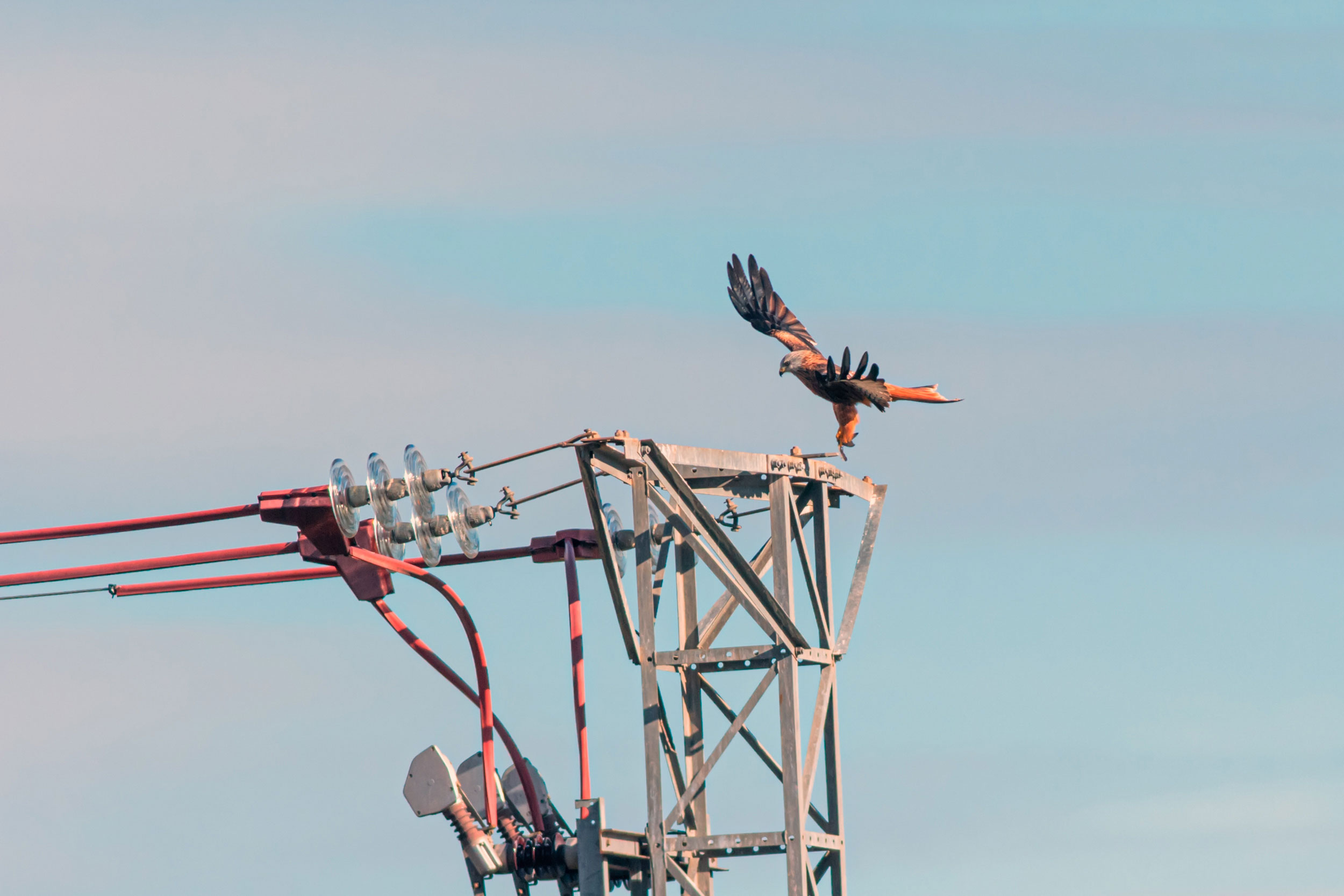 red kite landing on an electrical pole