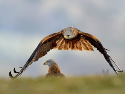 red kite in flight
